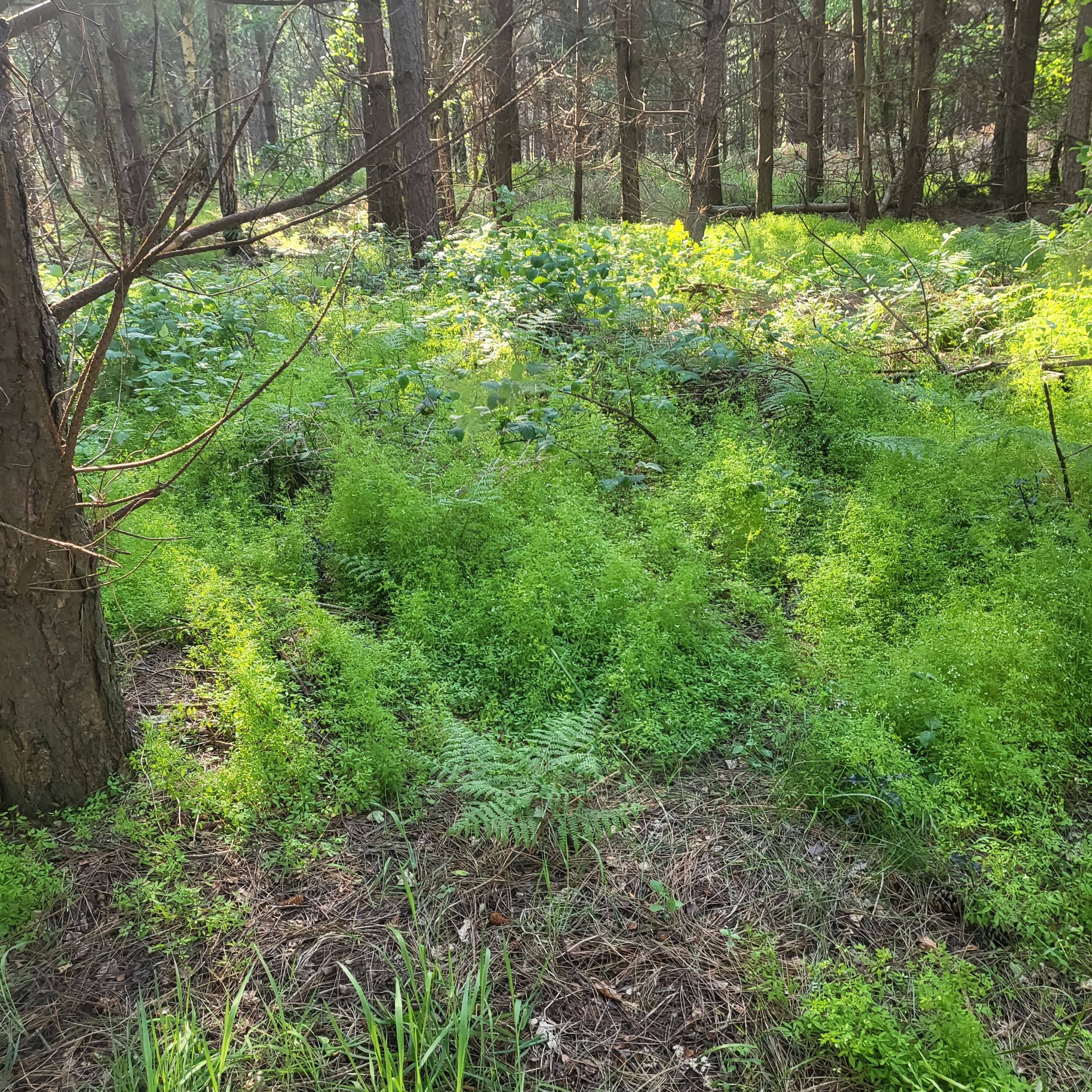 rendlesham forest walk