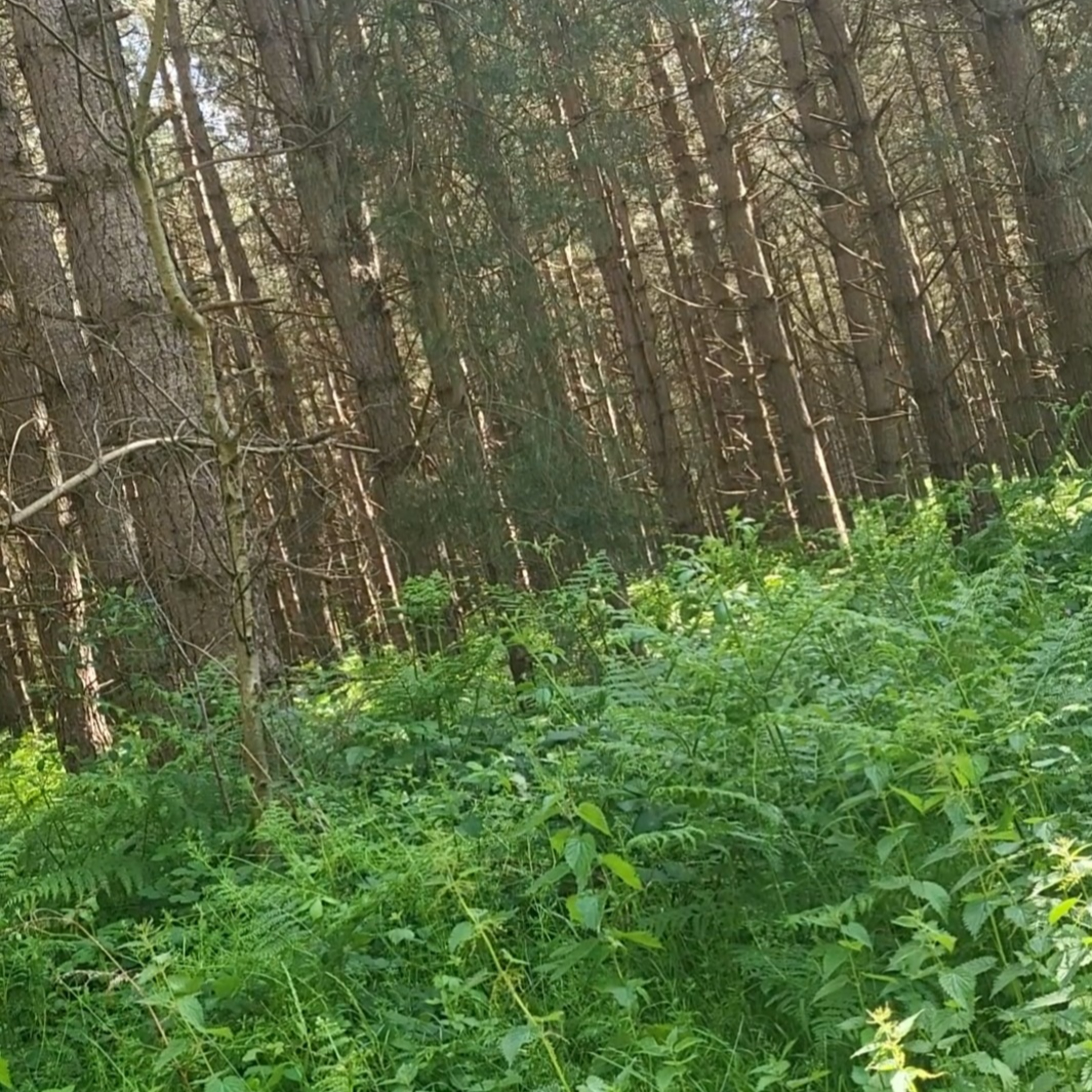 rendlesham forest