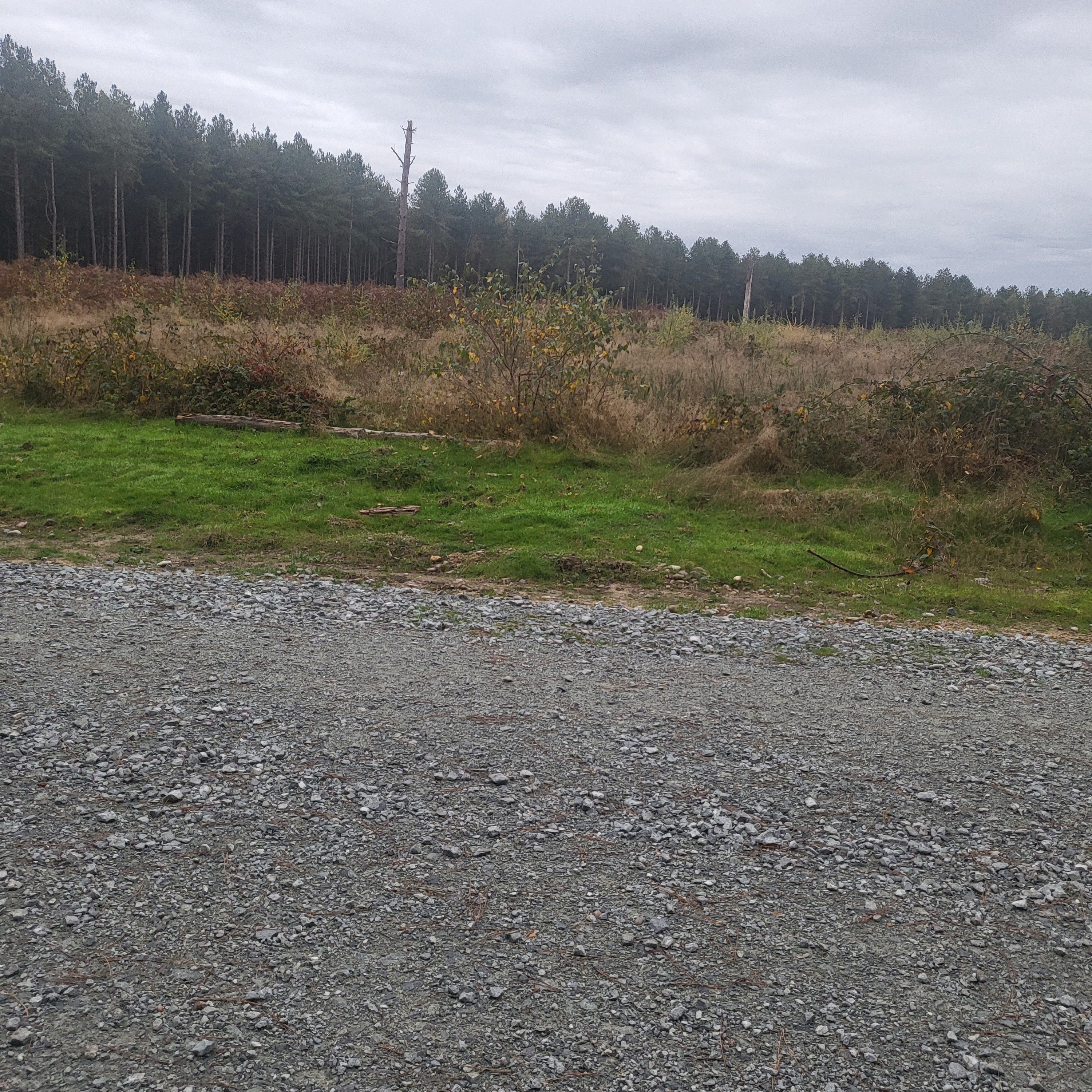 Rendlesham Forest Walk Episode 2