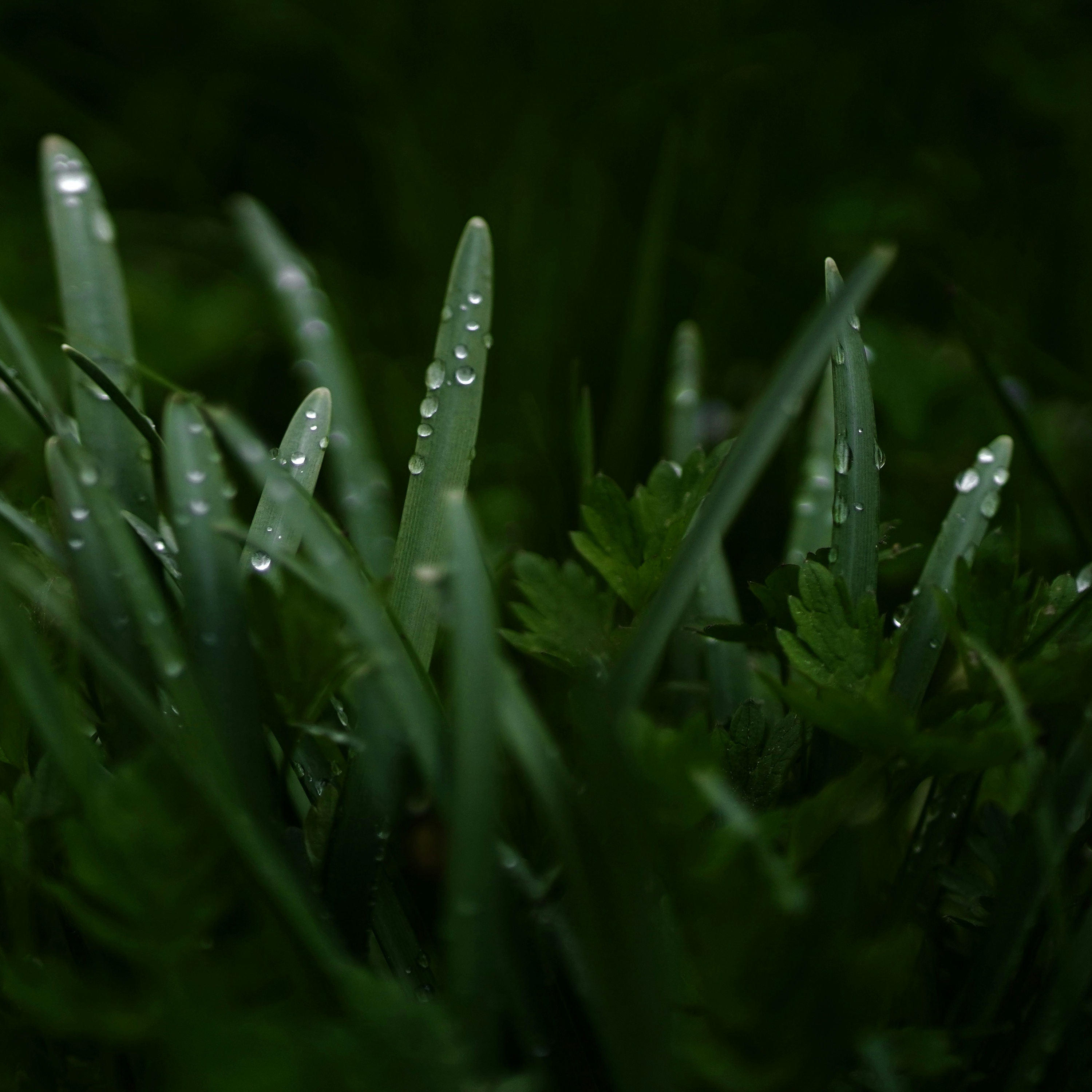 Spring Morning Rain for Deep Sleep, Relaxation & Focus – Gentle Rain Ambience for Calm and Clarity 9 Hours episode artwork