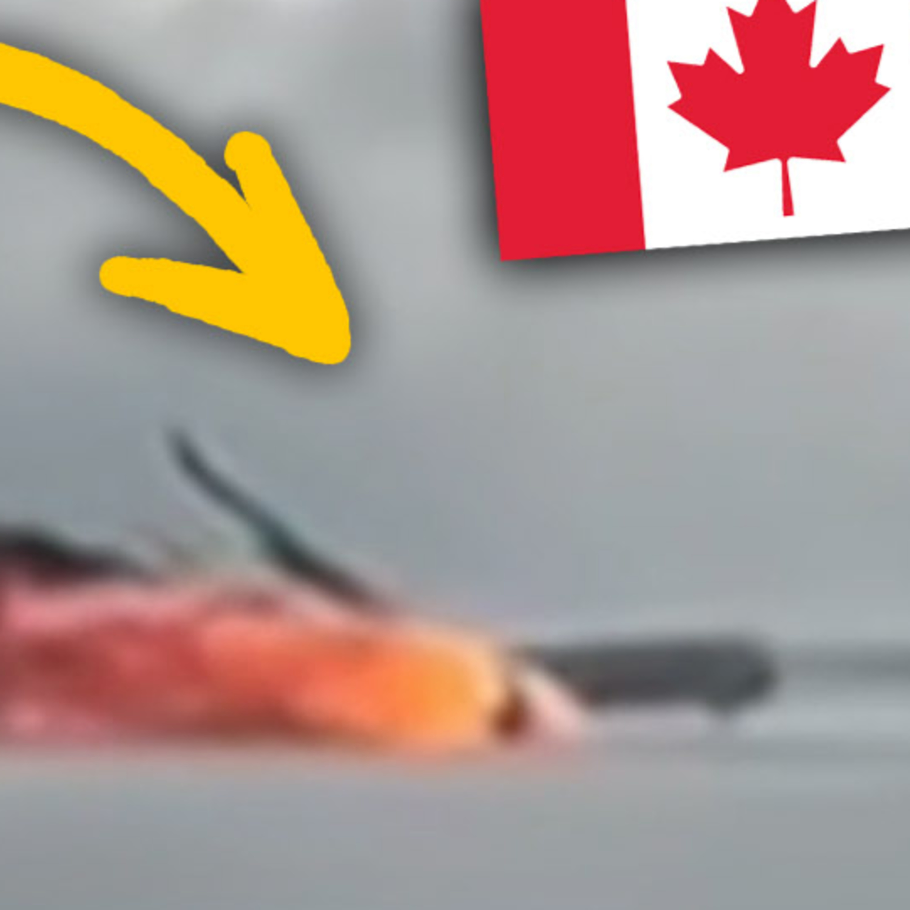Detalhes relevados sobre o ACIDENTE DE AVIÃO em Toronto no Canadá 😮🇨🇦 Canadá Diário News episode artwork