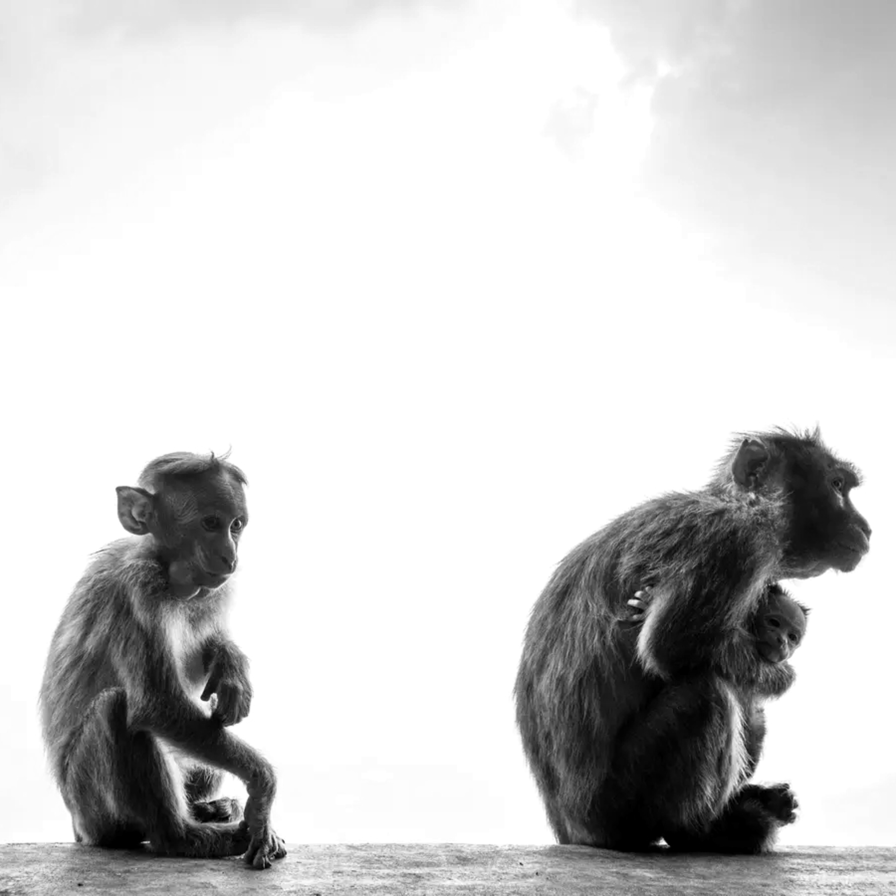 #176 Seling Selang Selung Selong episode artwork