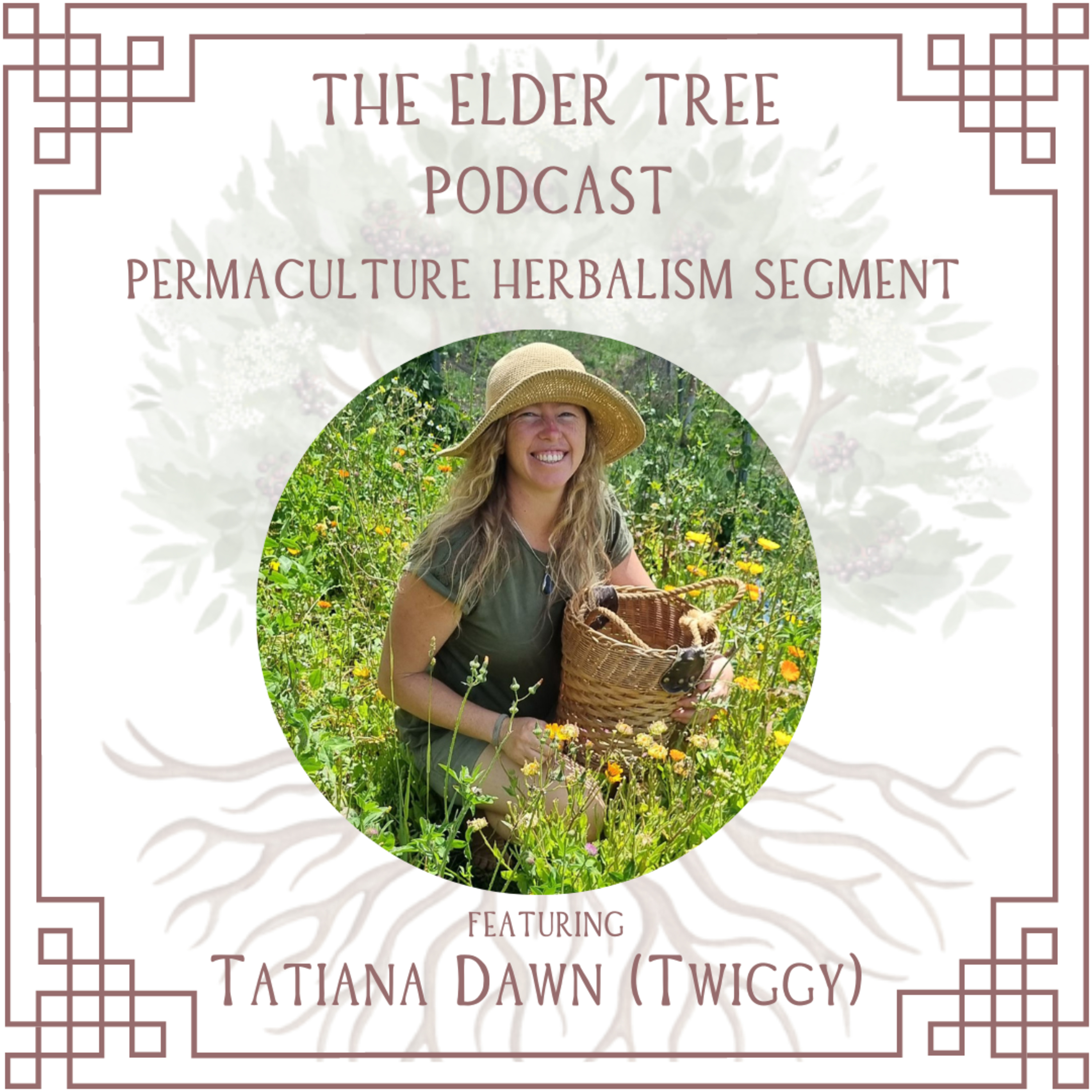 74. Growing More Medicine and Alchemilla: Tatiana Dawn on Permaculture Herbalism episode artwork