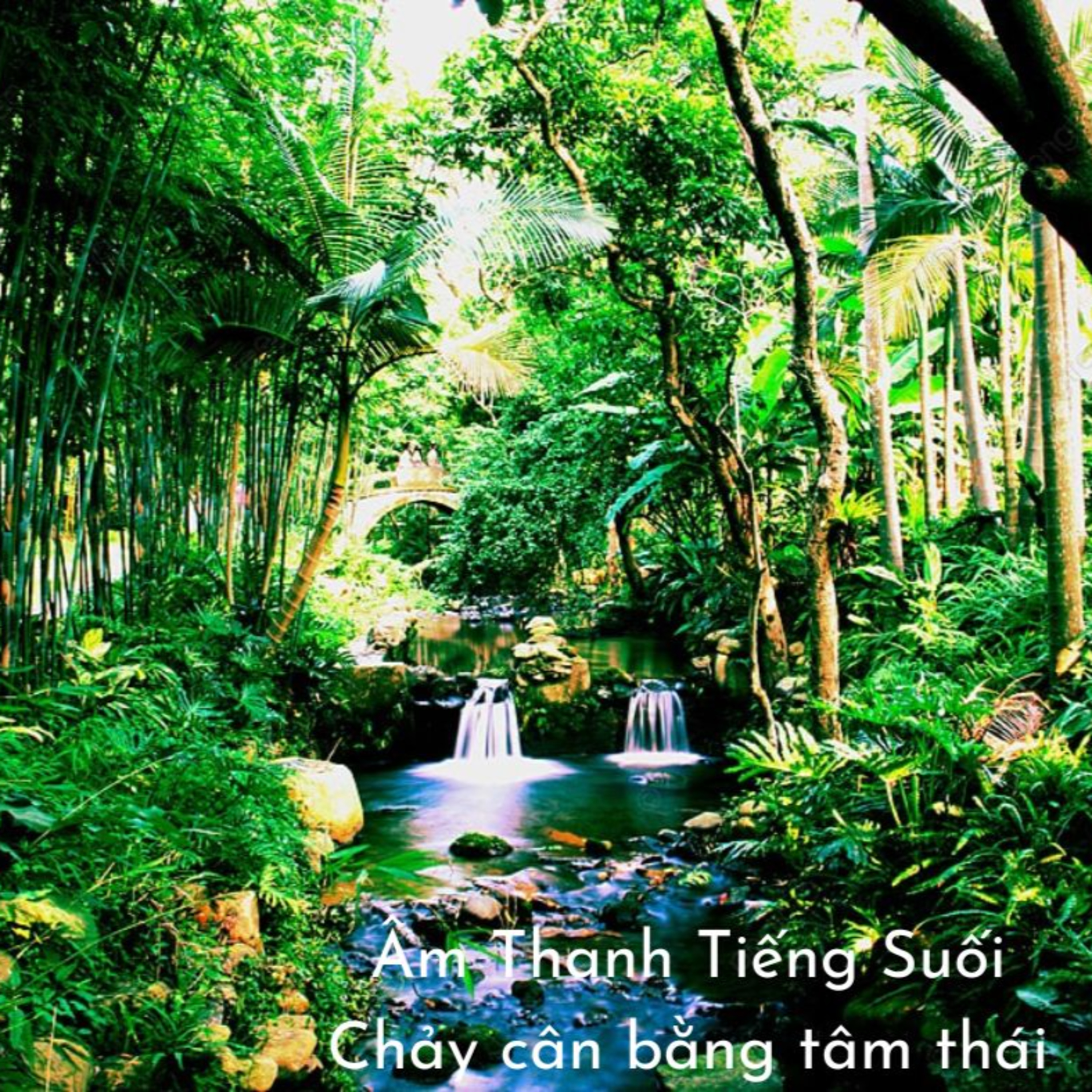 Âm thanh của suối rừng, chim hót! episode artwork