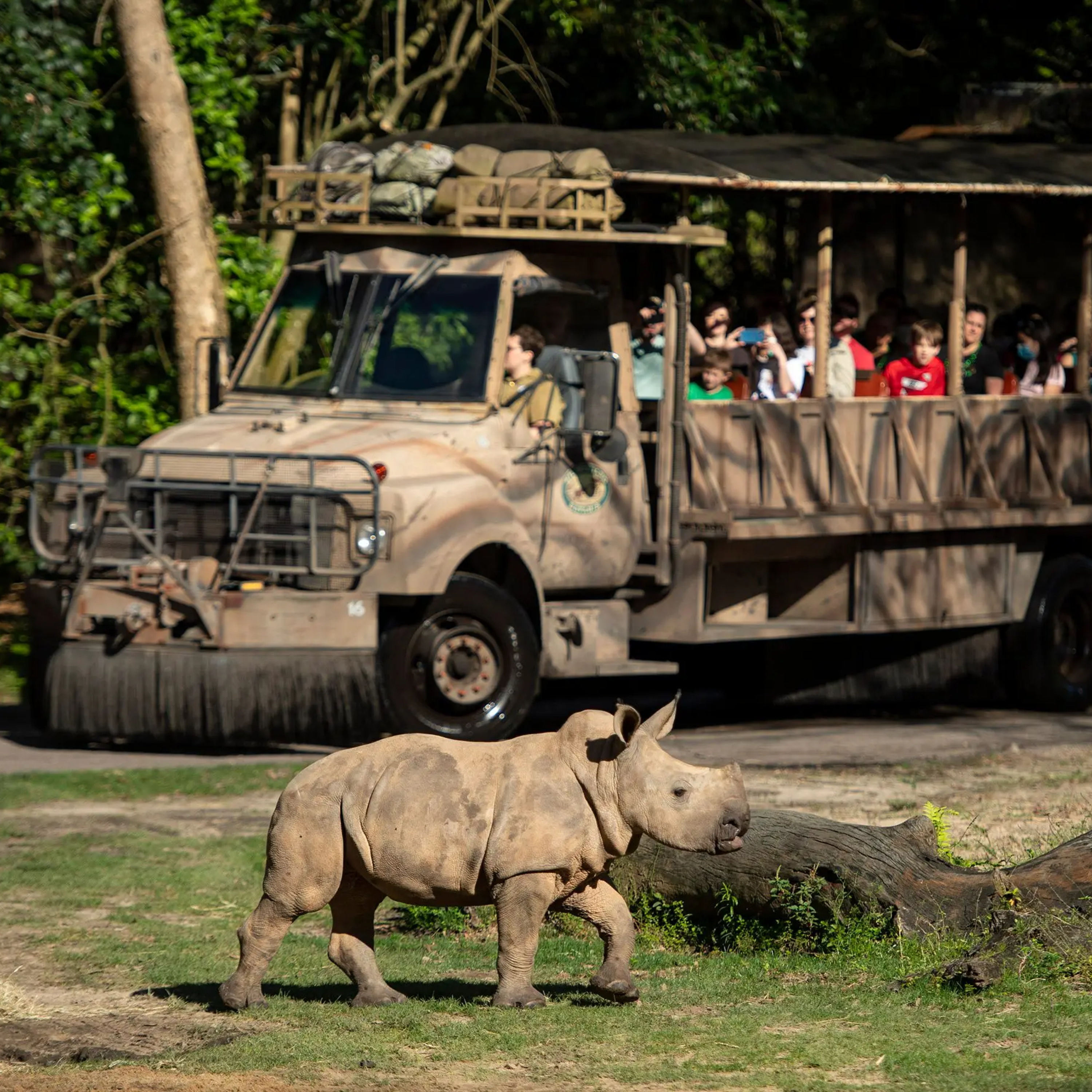 Skyliner Views #38: Ranking Animal Kingdom Queues and Announcement! episode artwork