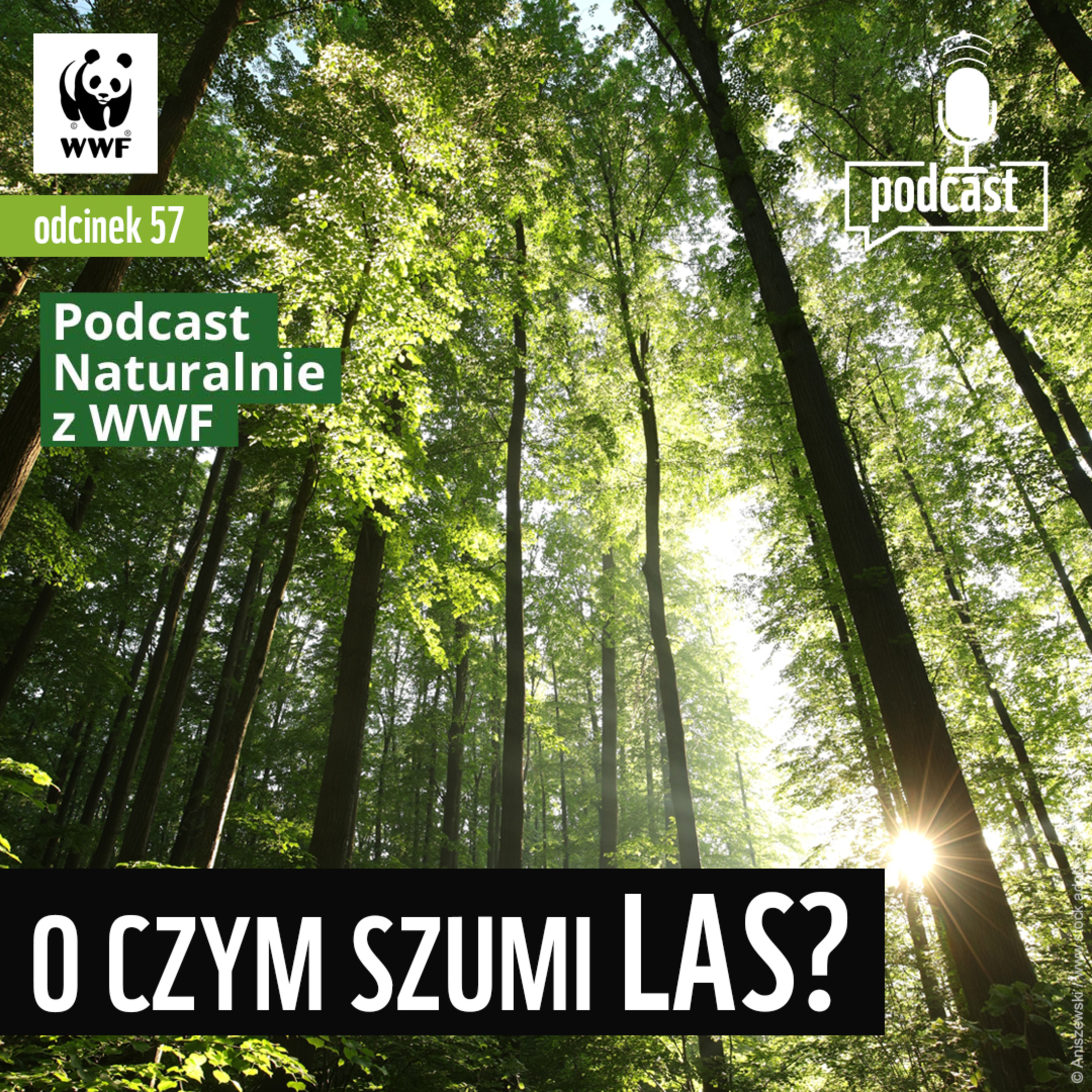 O czym szumi las?