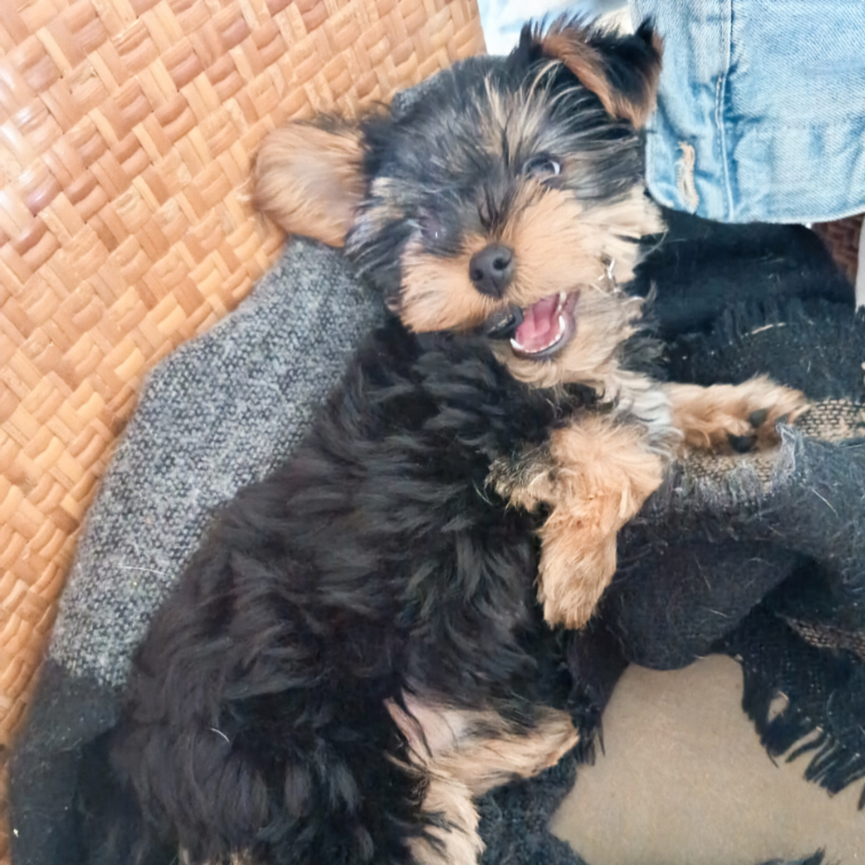 Pageant virtuel et schedule, Akito le poireau, l agent and other stories..