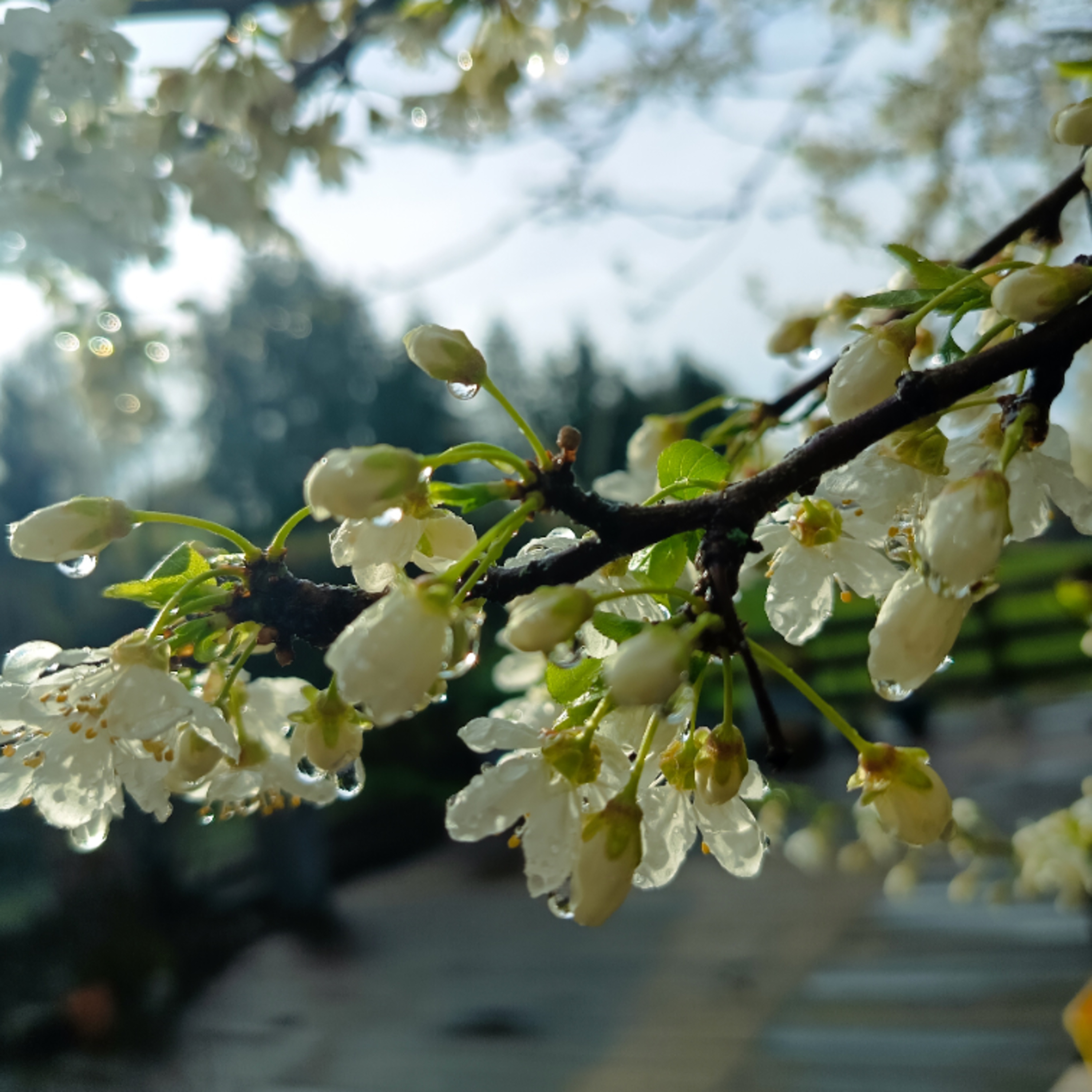 Municipales, respect de la linéarité, pageant to Come and focusing. 