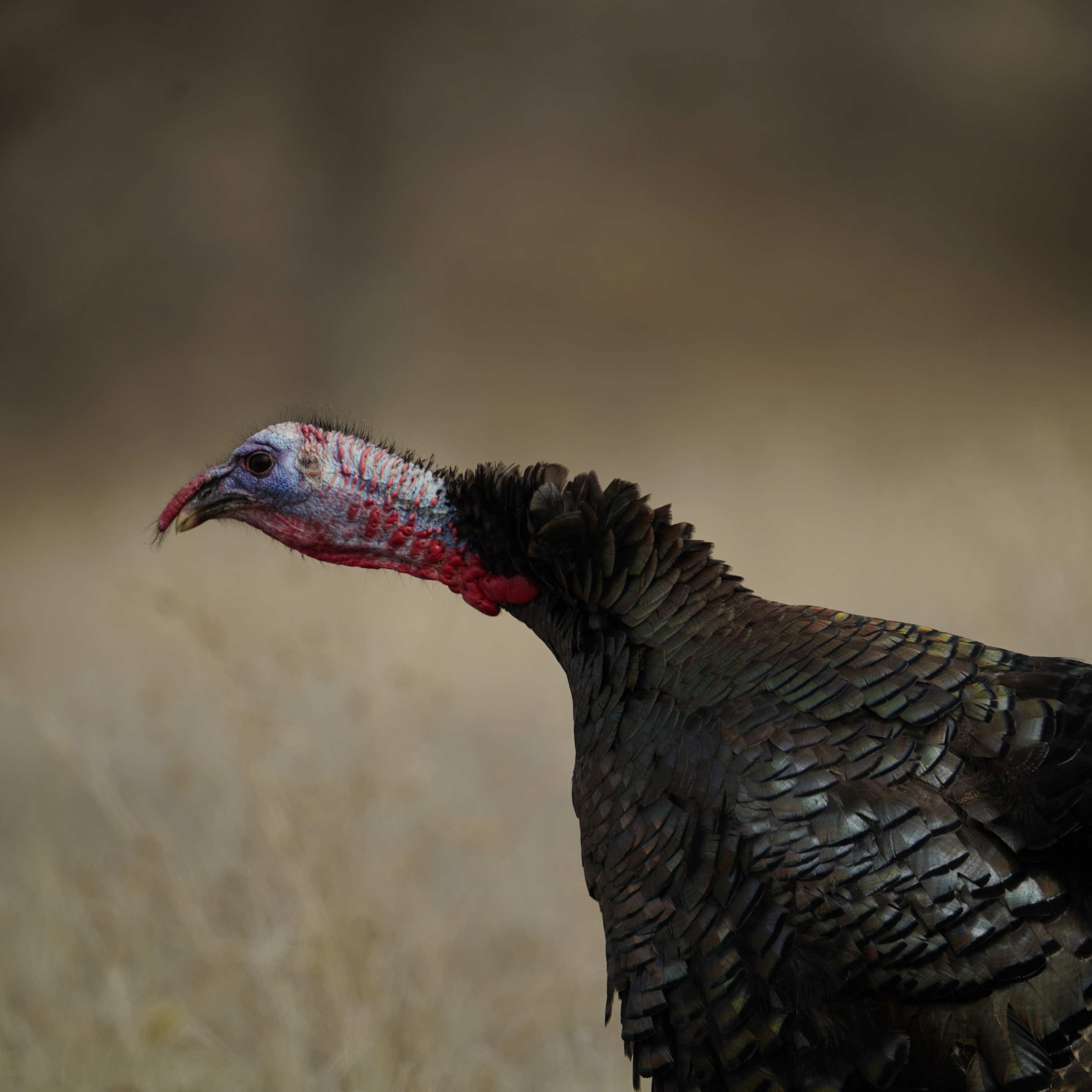 The Trouble With Late Season Gobblers: Late Season Turkey Tactics