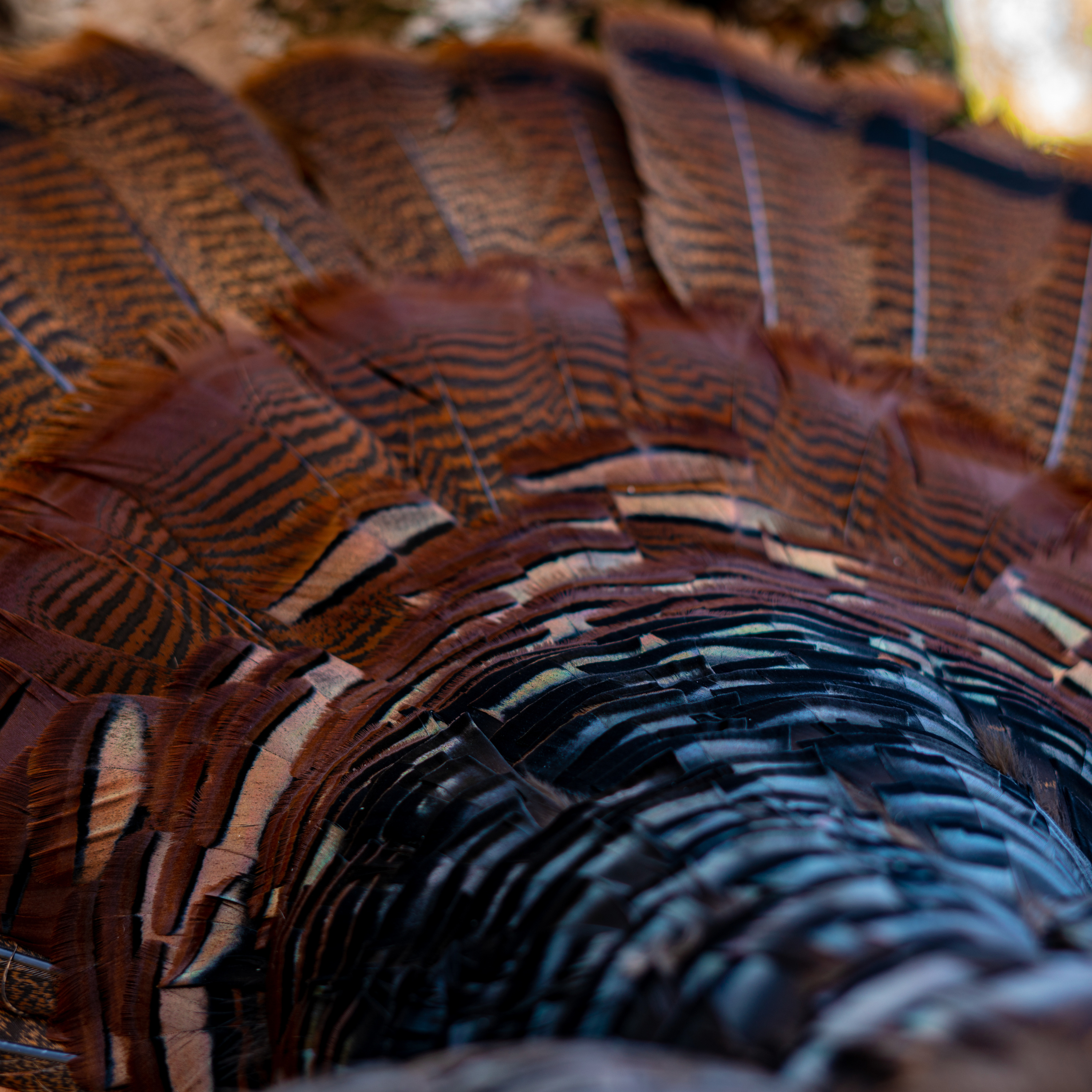 The Birds Are Winding Down: Last Ditch Efforts On Late Season Turkeys