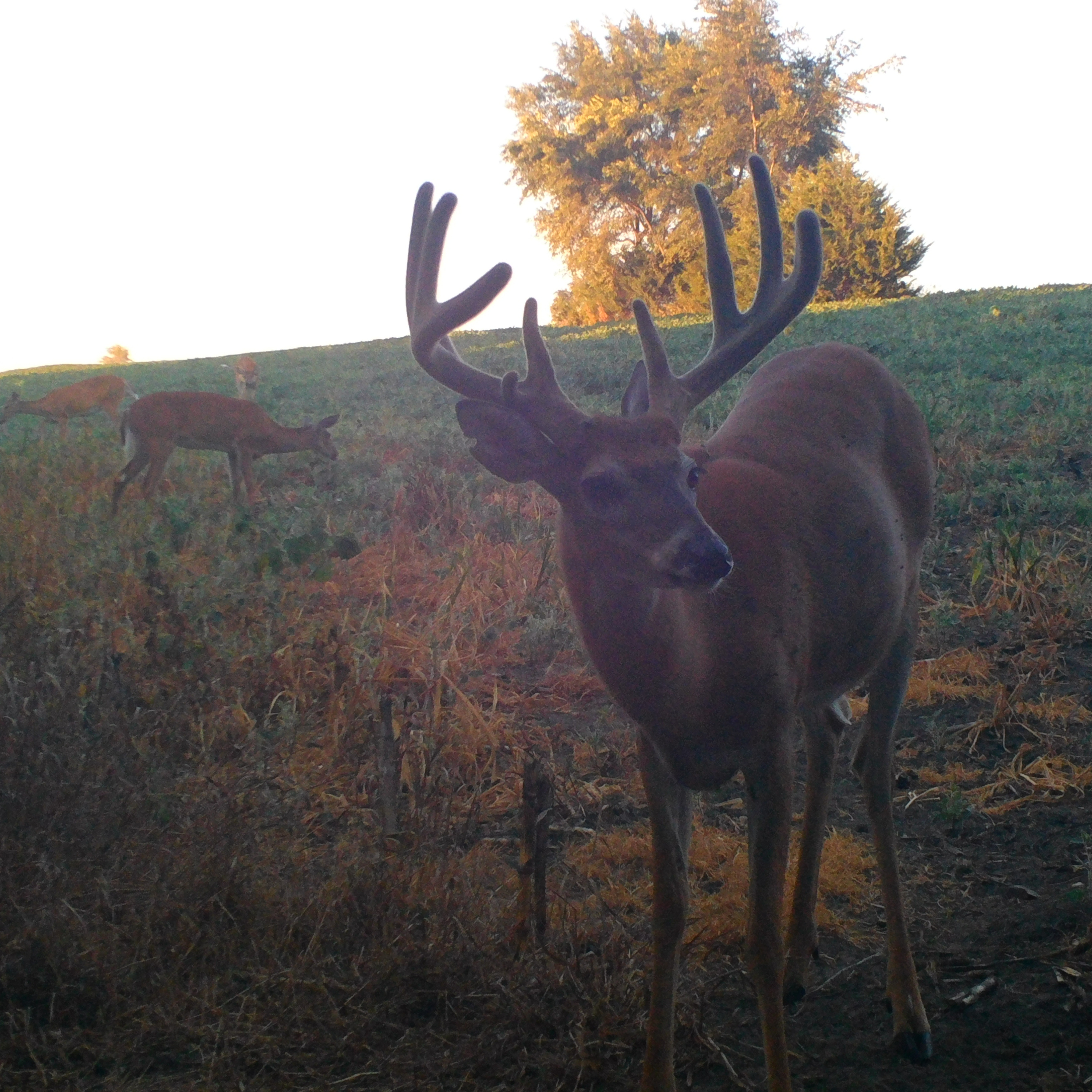 It's Always Deer Season | The Count Down Till Deer Season