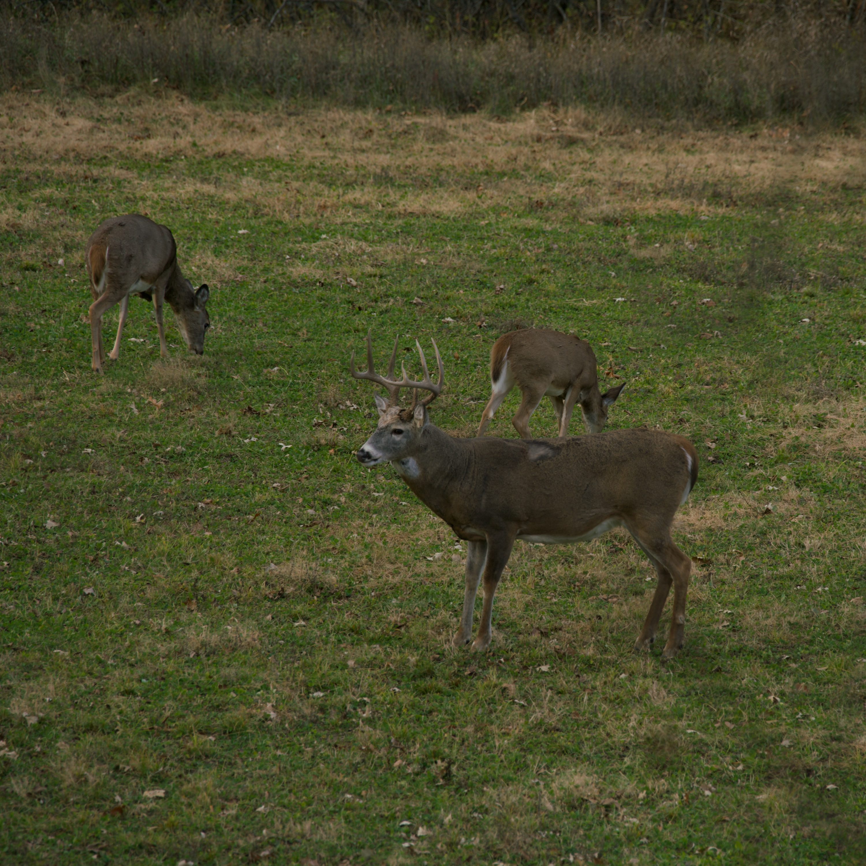 Are Frontal Shots Ethical?: Shot Placement, Wind Direction and Thermal Breakdown, Dealing With Difficult Hunters, and October Strategies Q&A