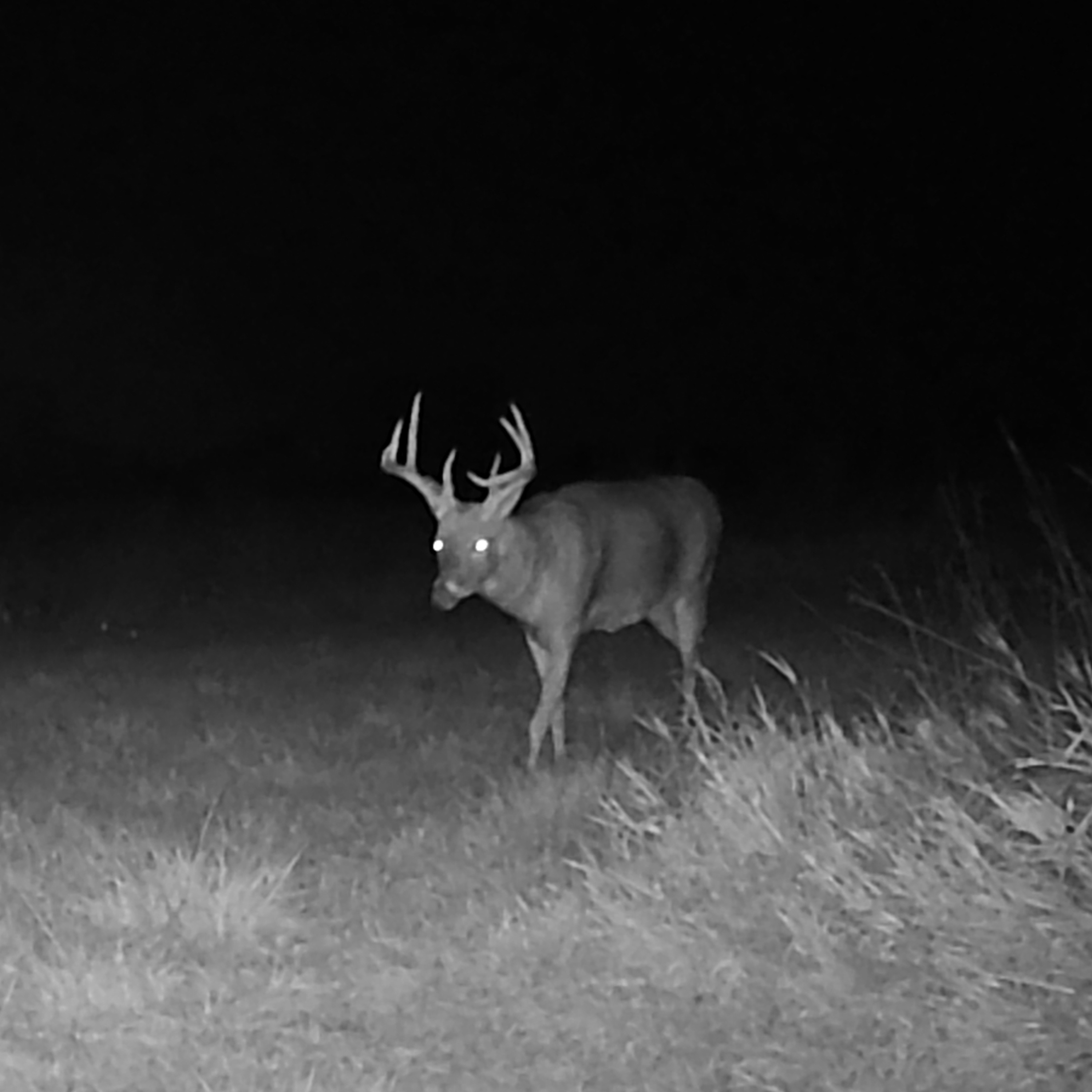 Deer Hunting Scenarios: What Would You Do