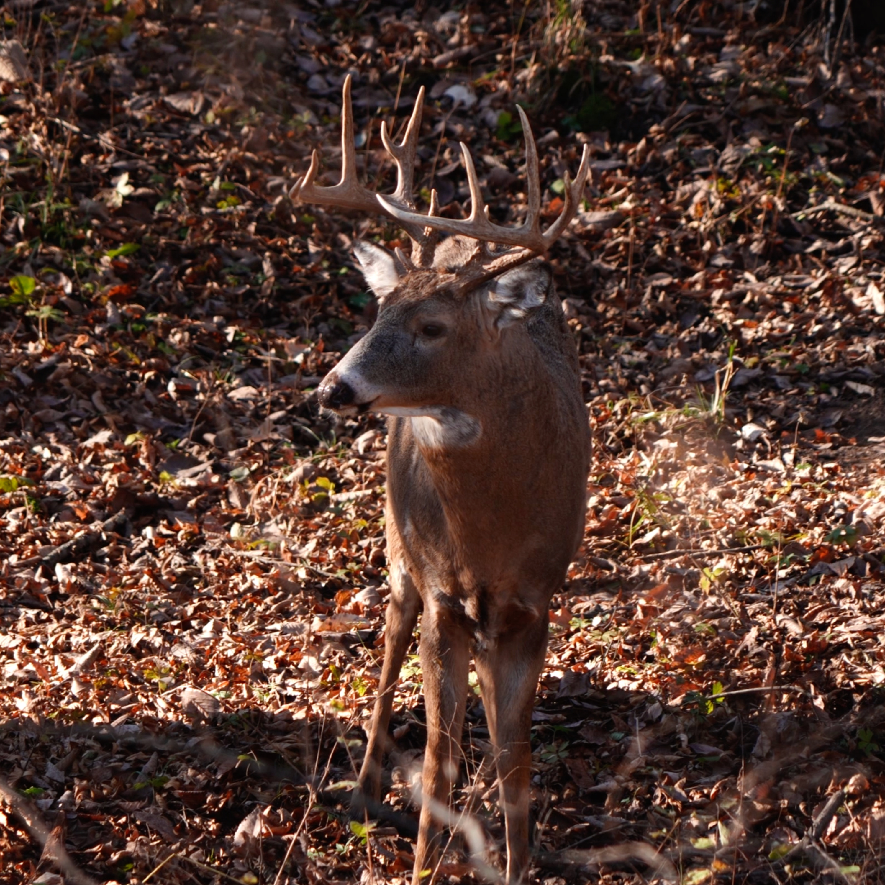 The Rut Is Overrated Killing Your Target Buck During The Rut episode artwork