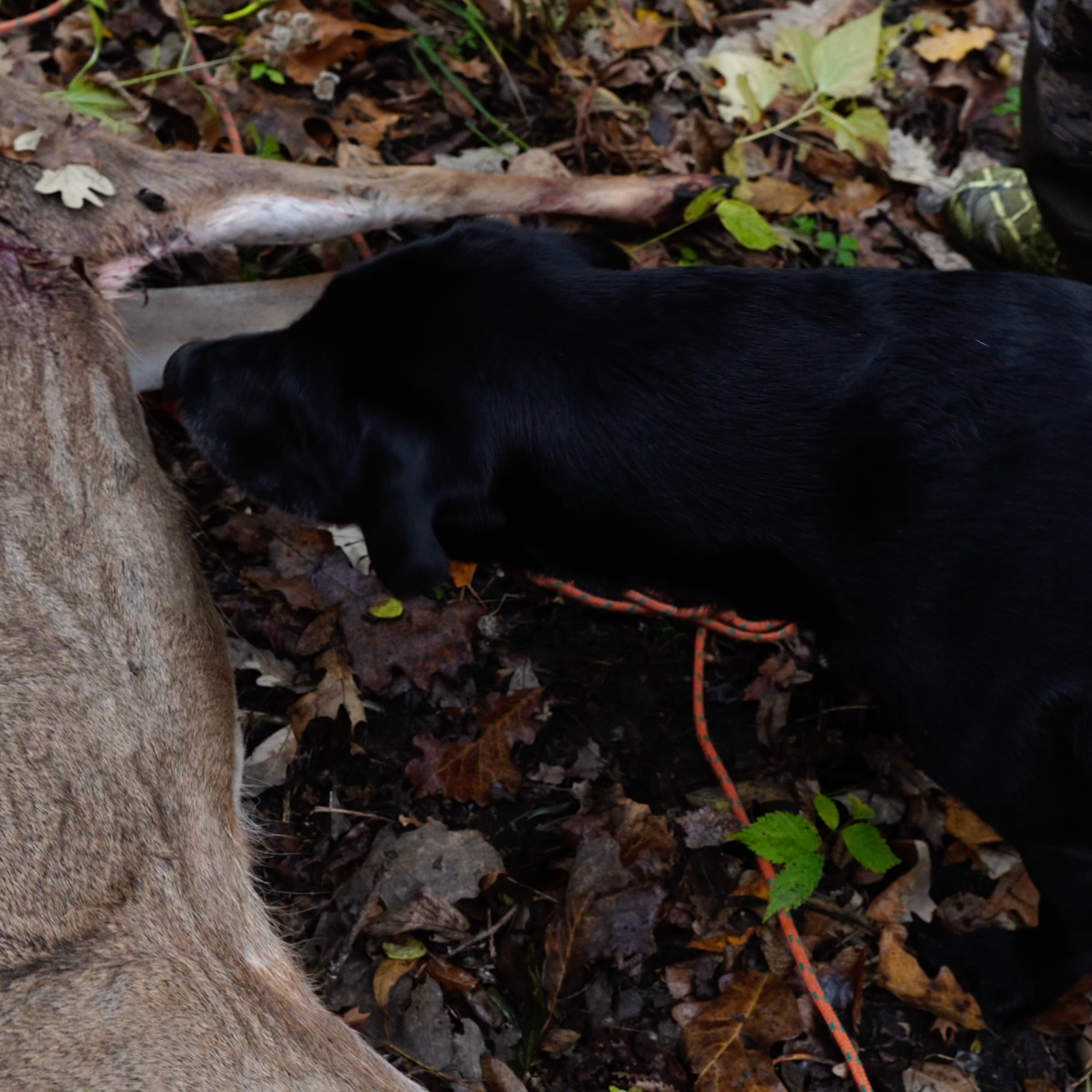  Tracking Dogs vs Drones: Deer Recovery With Thermal Drones episode artwork