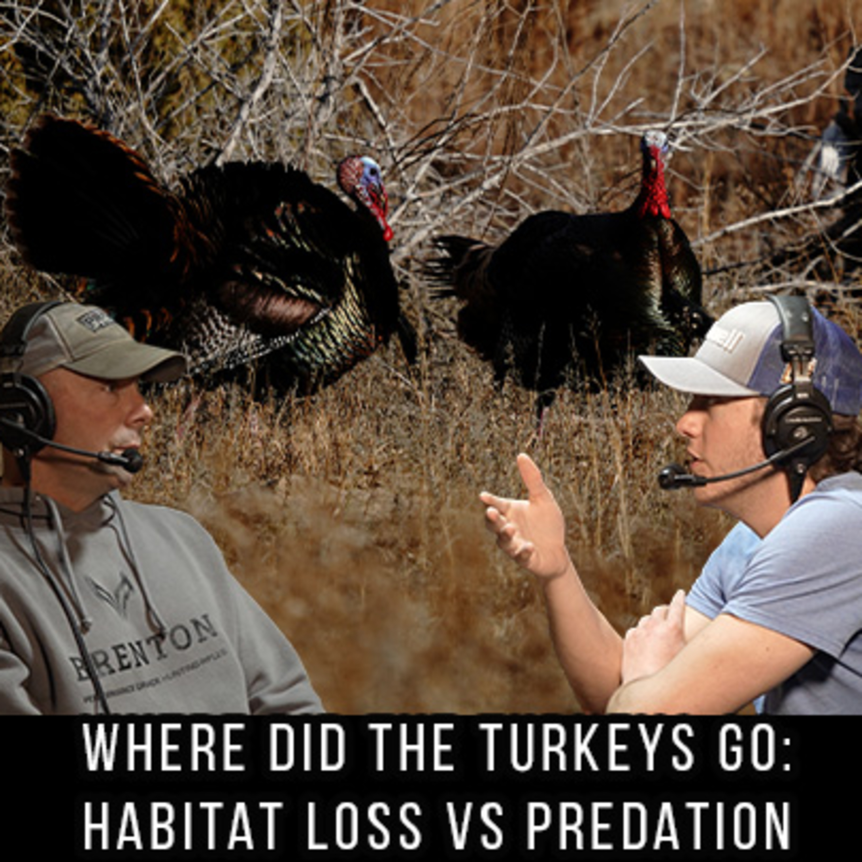 Where Did The Turkeys Go: Habitat Loss vs Predation episode artwork
