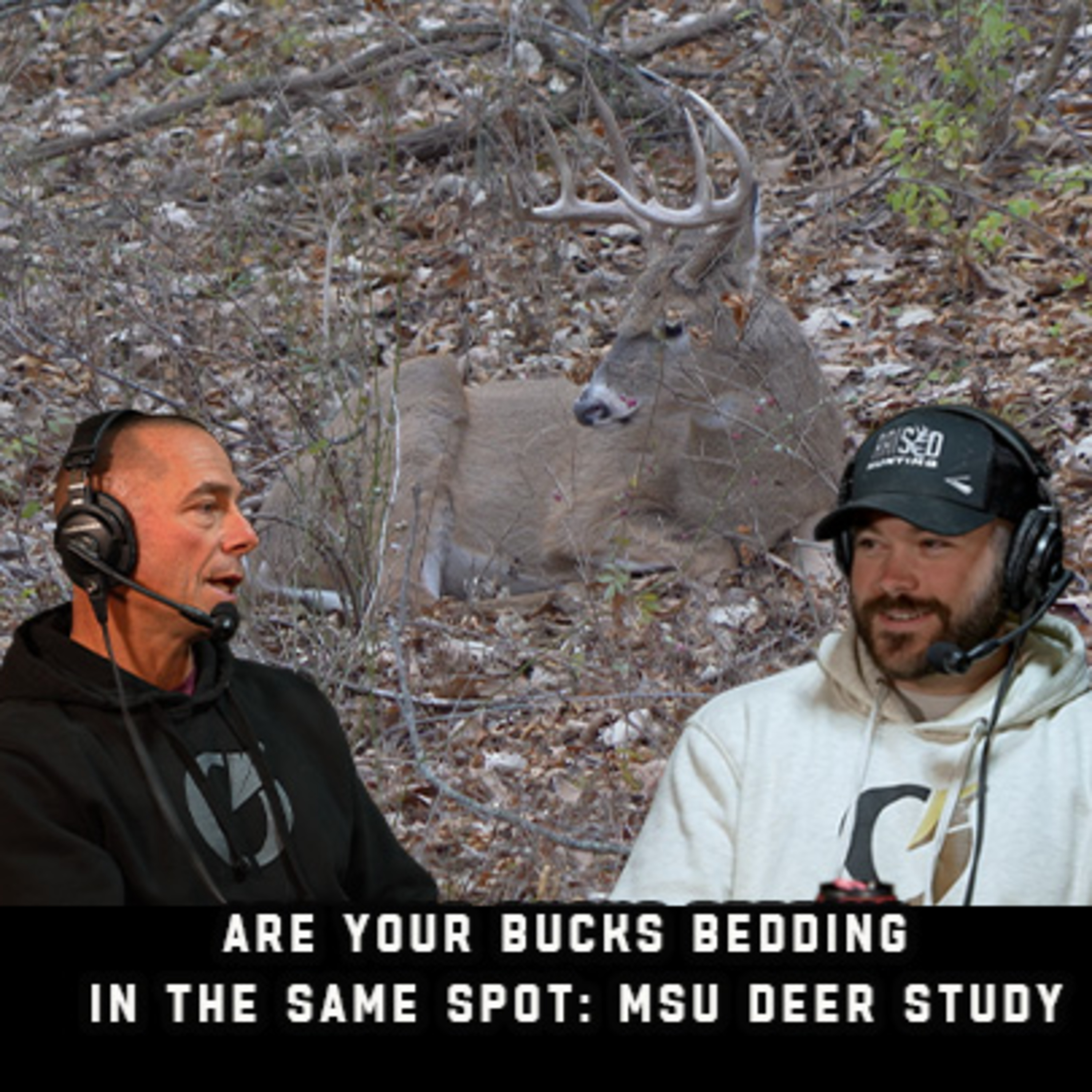 Are Your Bucks Bedding In The Same Spot: MSU Deer Study  episode artwork