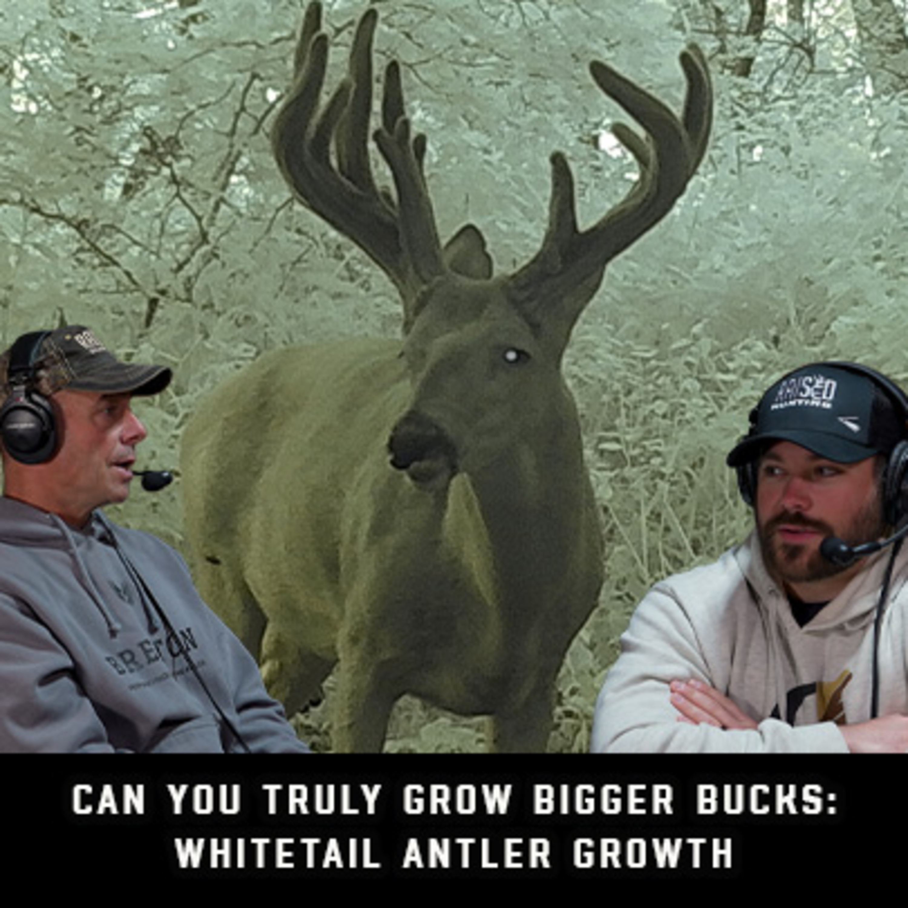 Can You Truly Grow Bigger Bucks: Whitetail Antler Growth