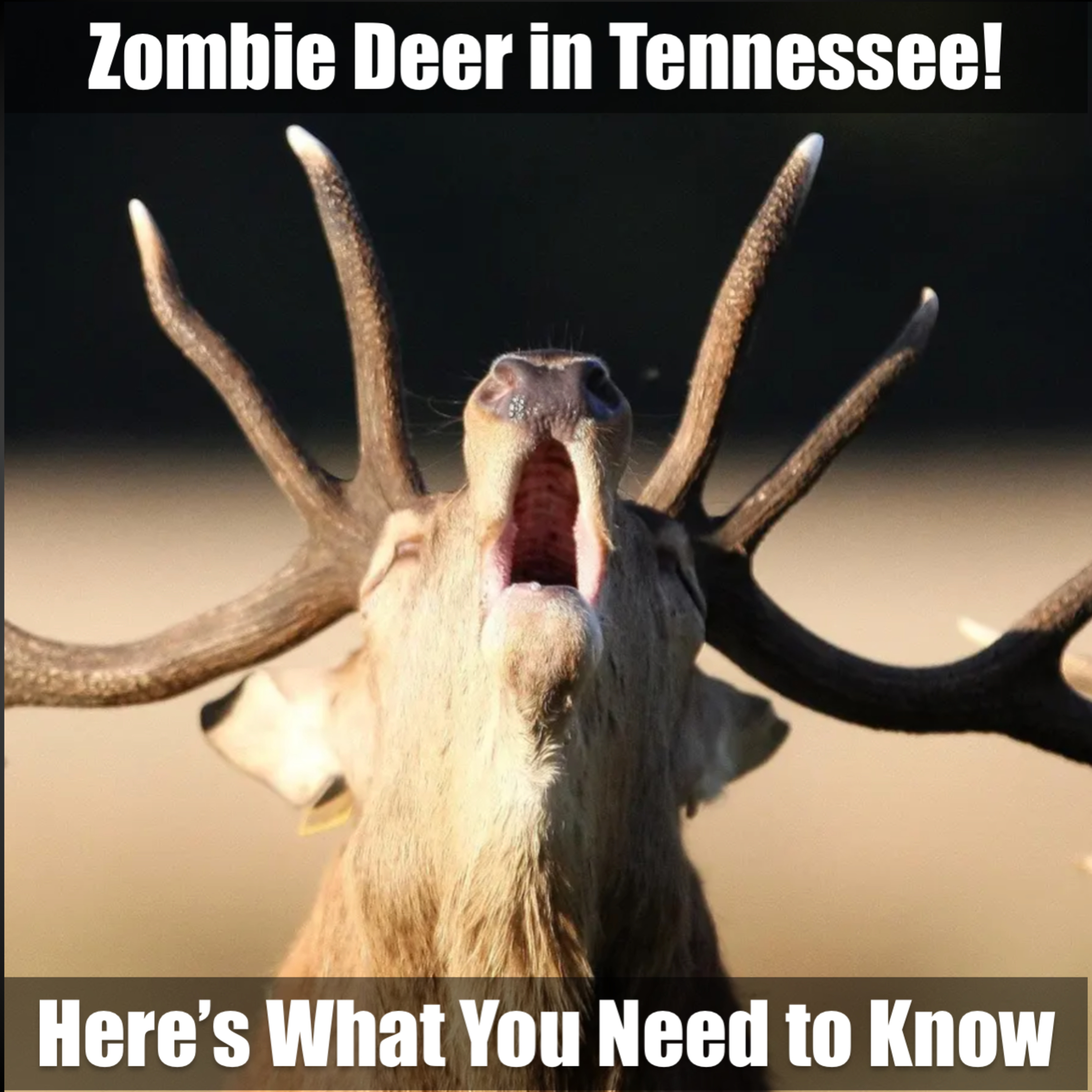 Zombie Deer in Tennessee! Here’s What You Need to Know episode artwork