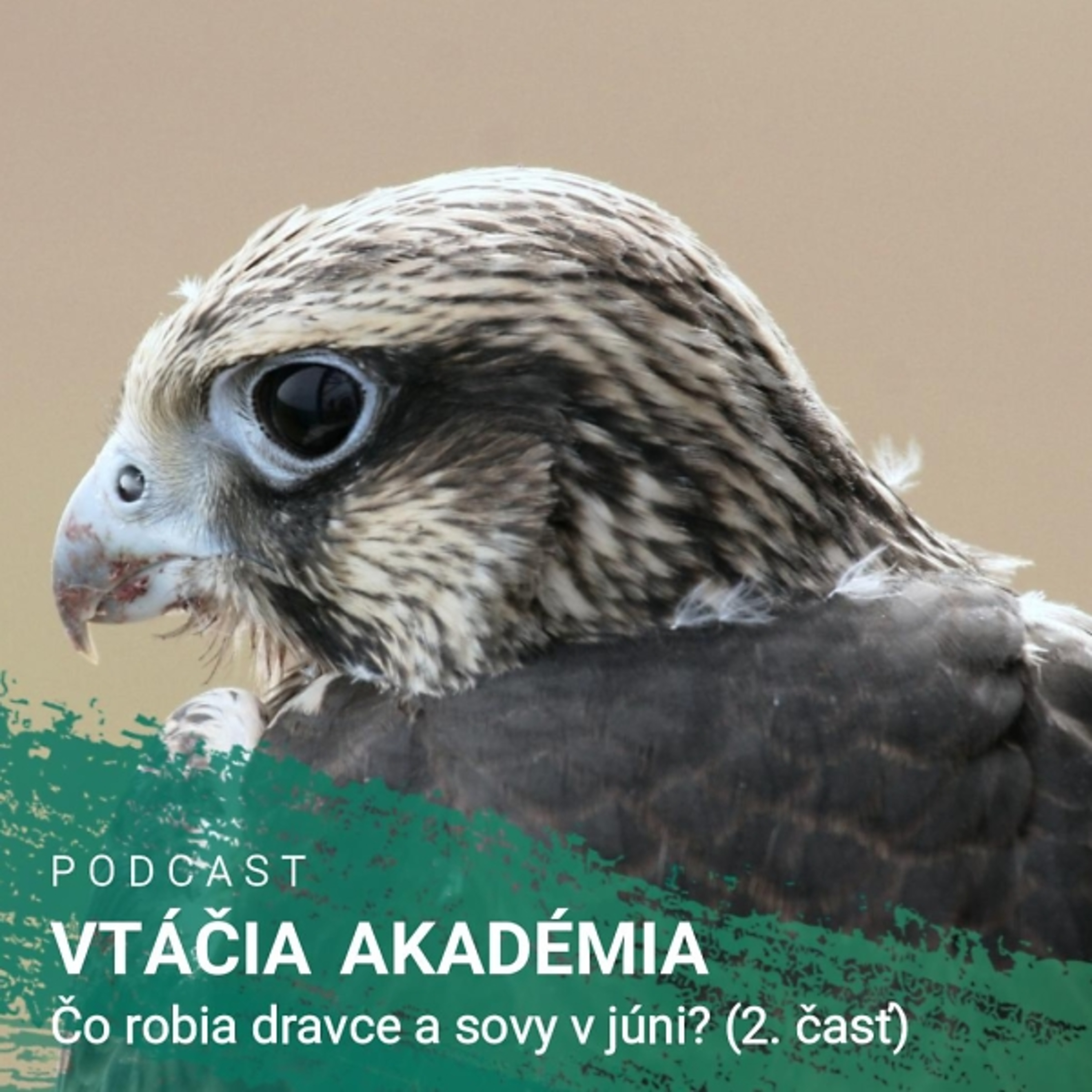 Čo robia dravce a sovy v júni? (2. časť)