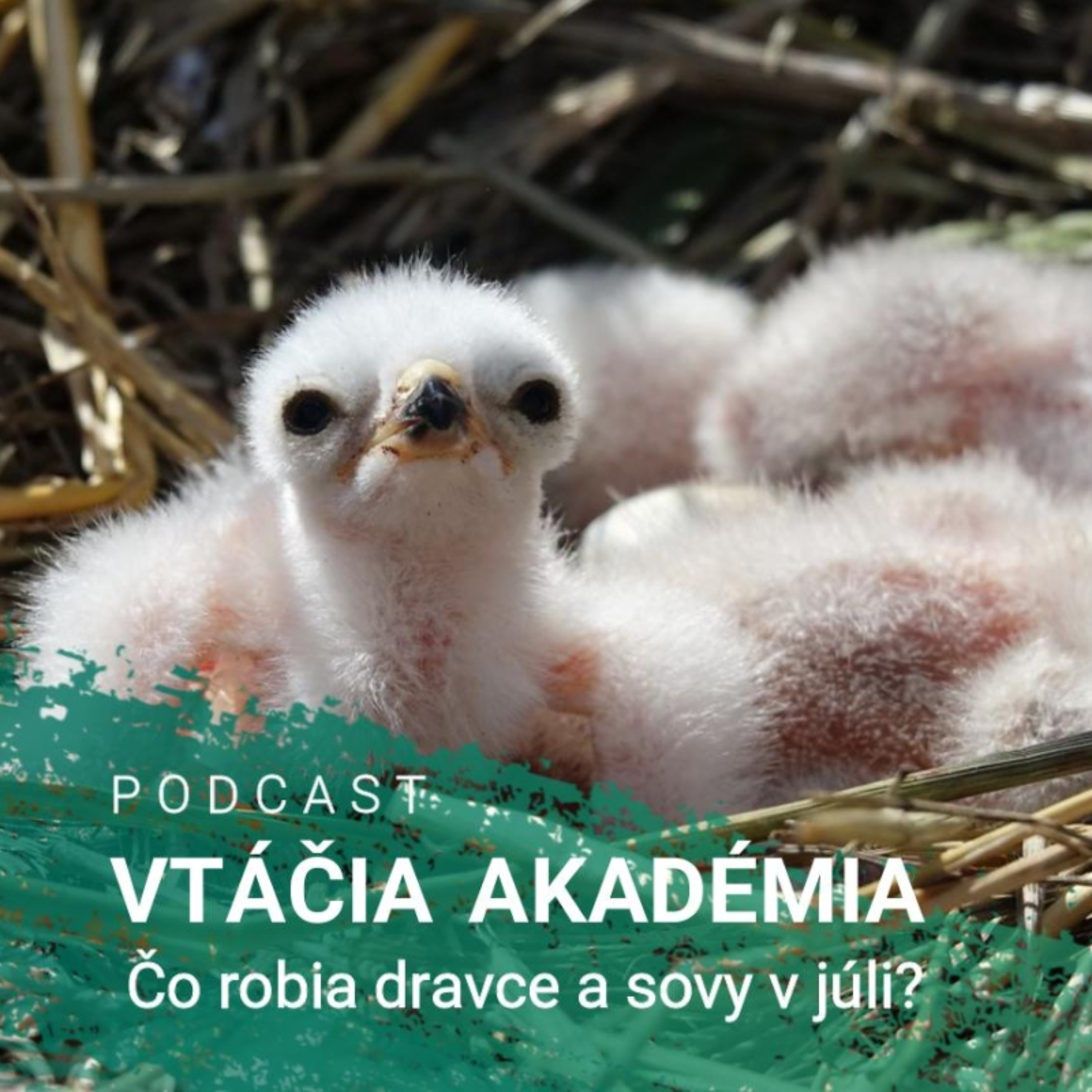 Čo robia dravce a sovy v júli?