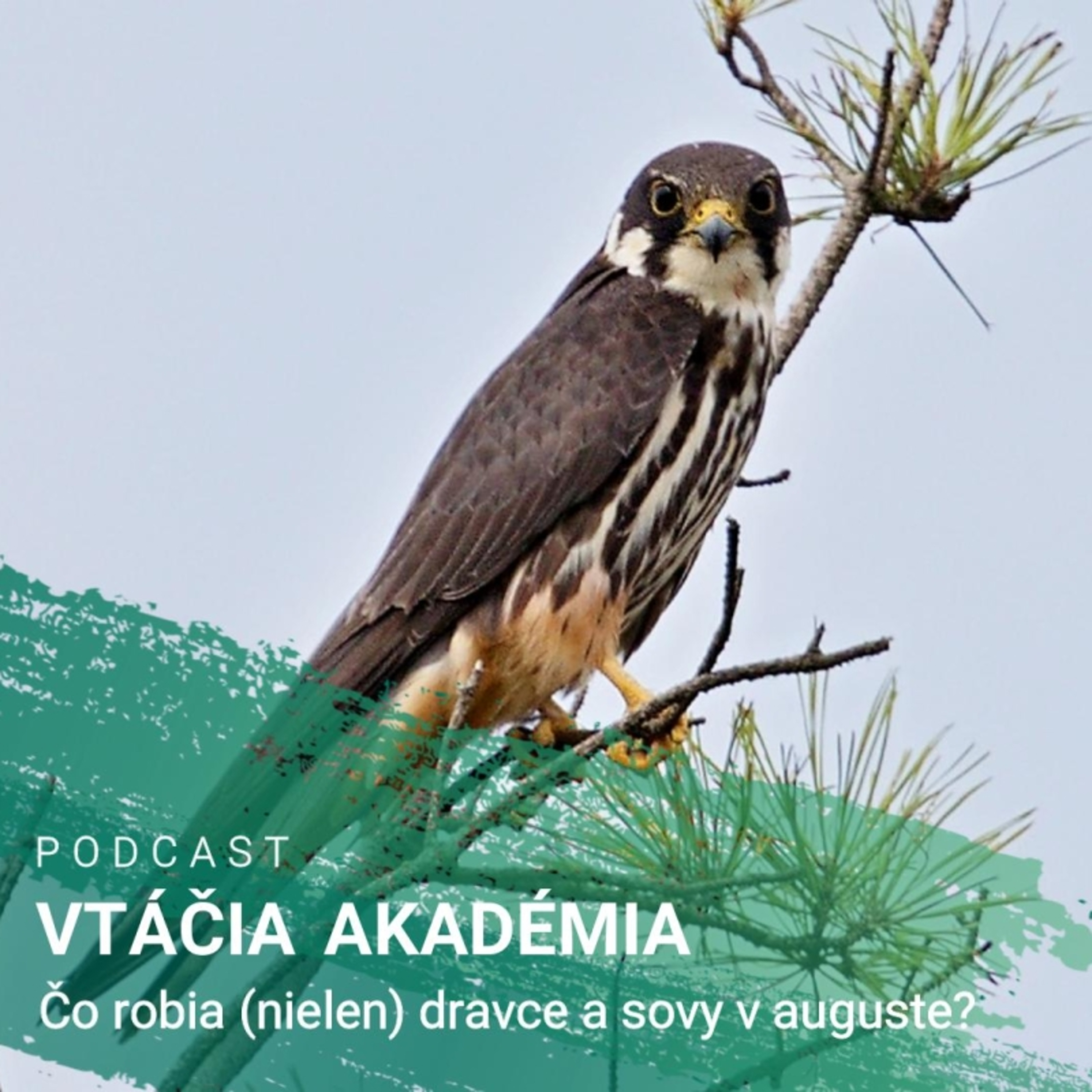 Čo robia (nielen) dravce a sovy v auguste?