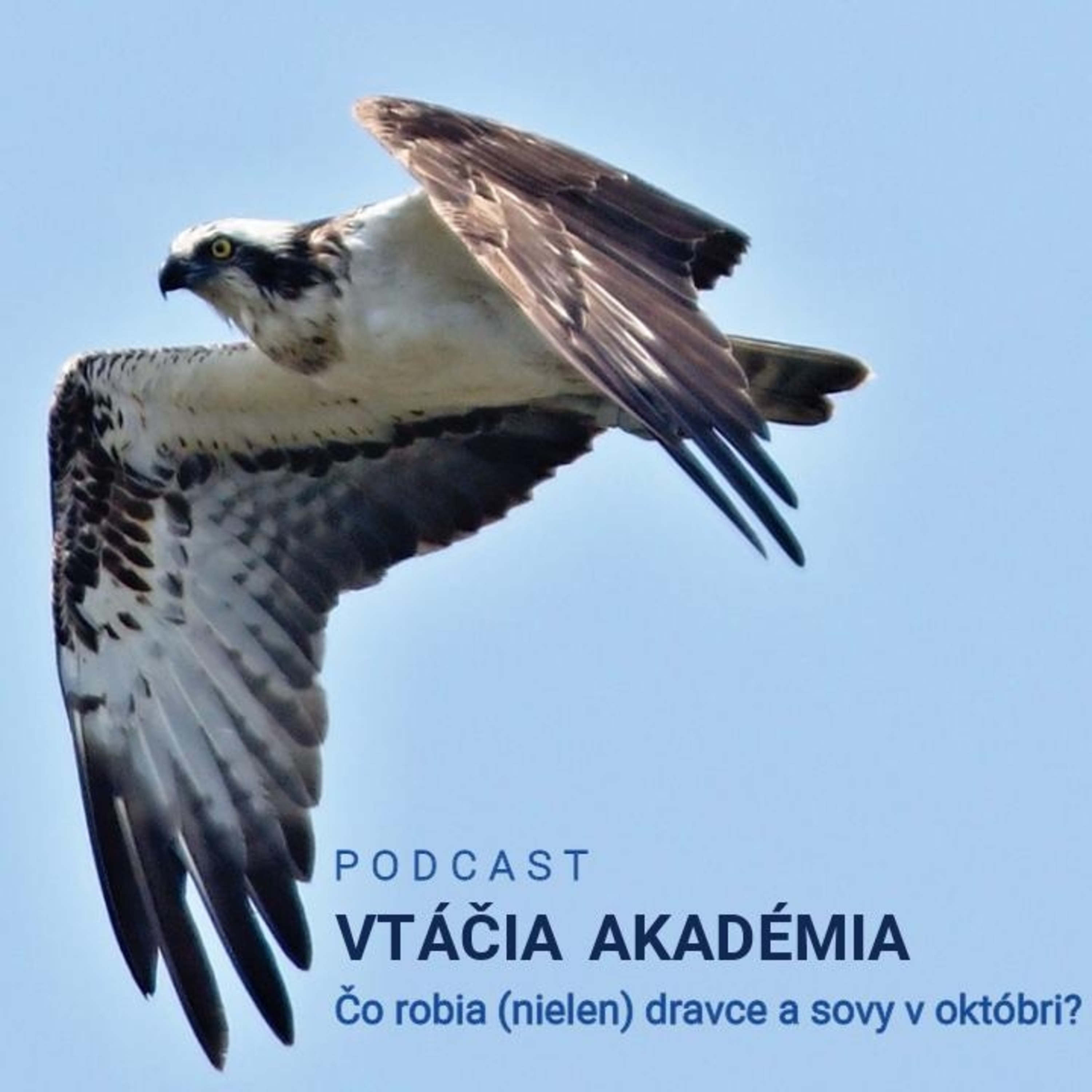 Čo robia dravce a sovy v októbri?