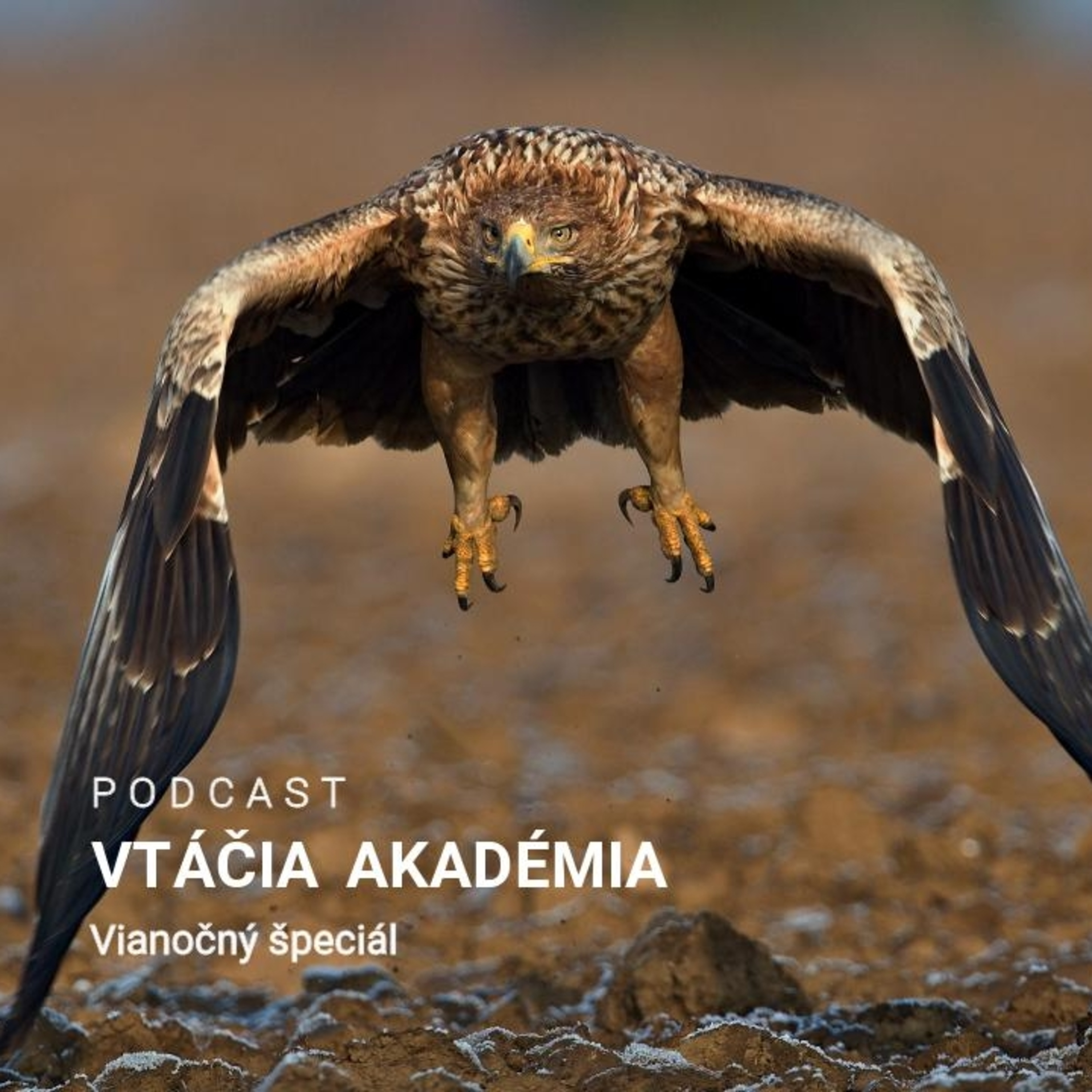 Vtáčia akadémia: Vianočný špeciál
