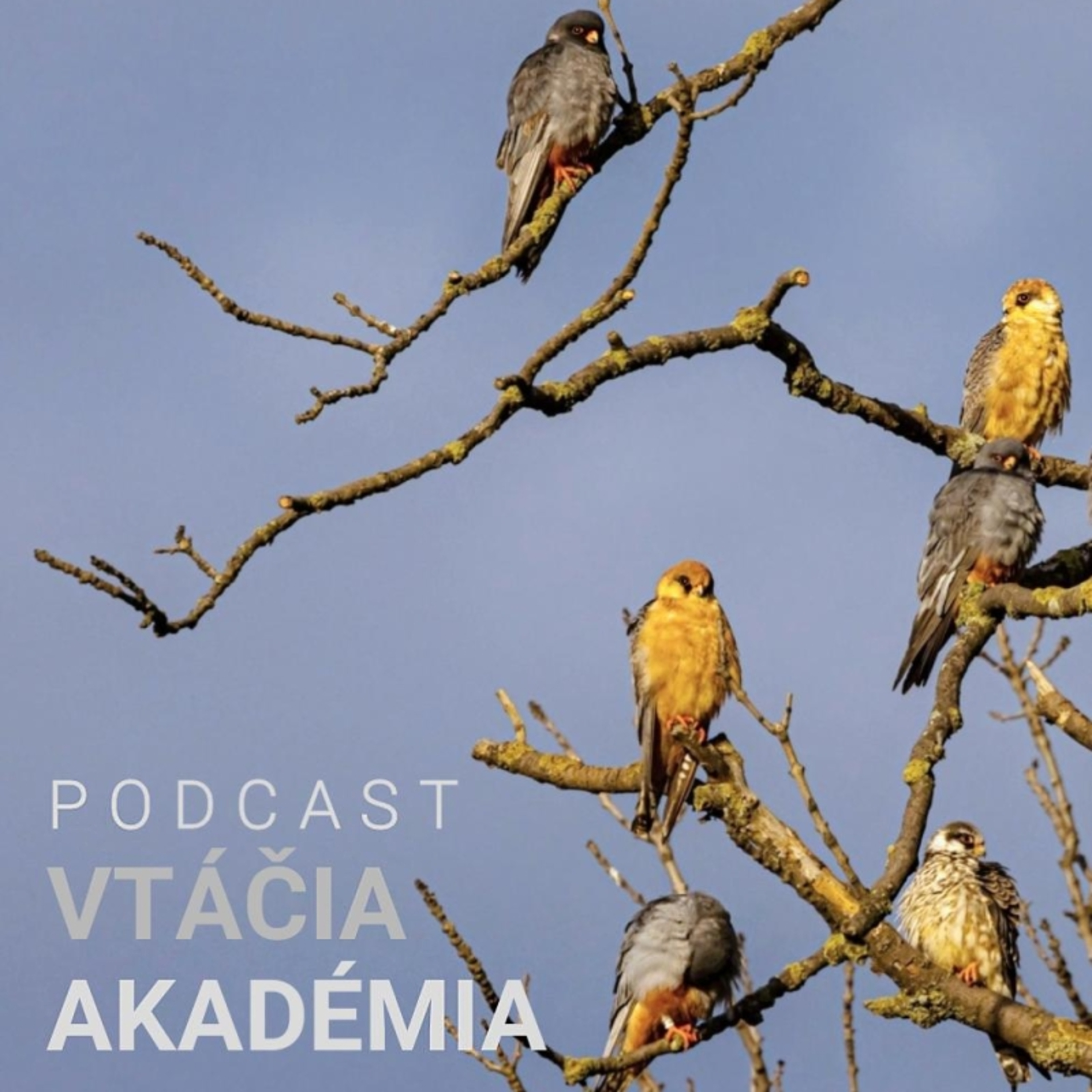 Vtáčia akadémia: Viete čo je "špek"?