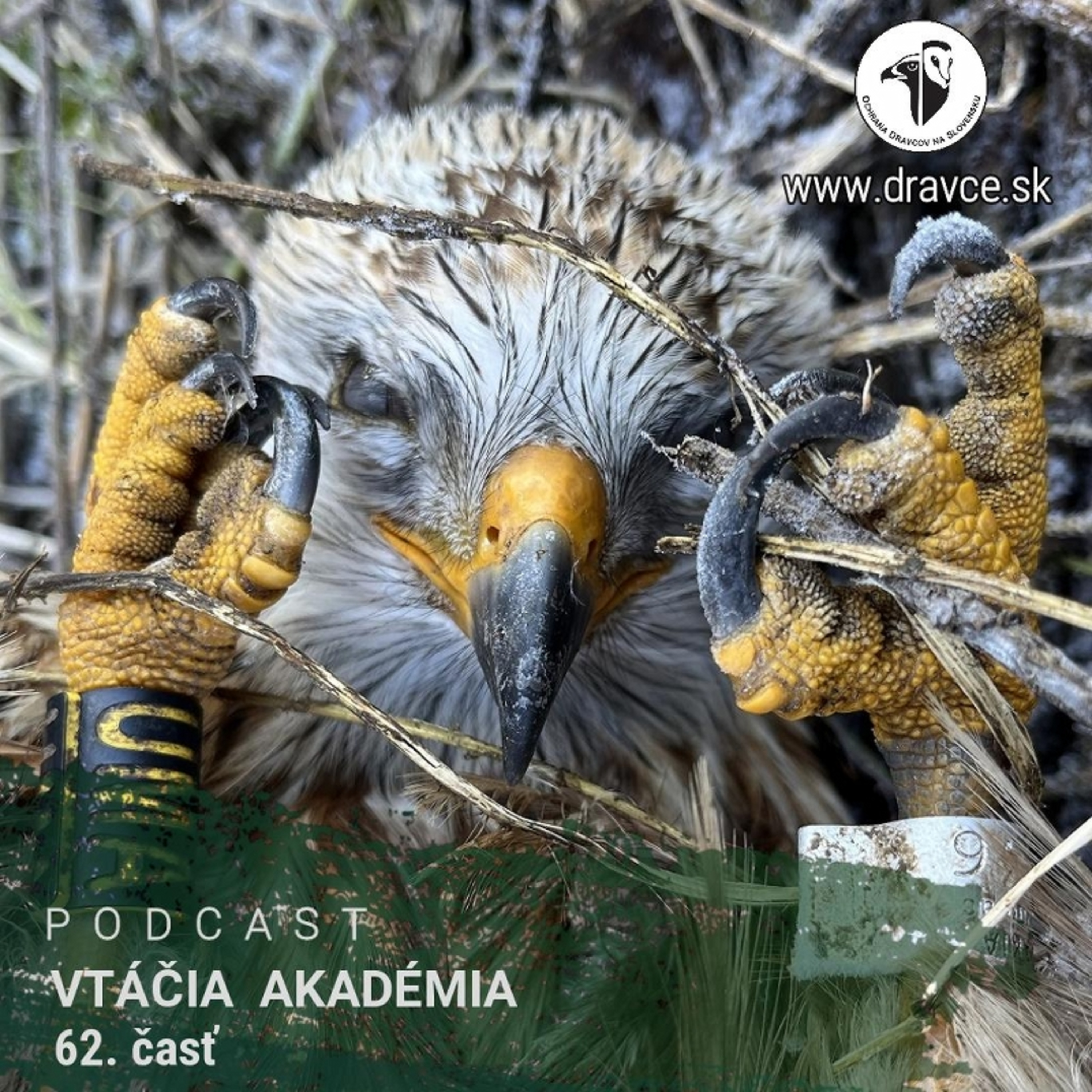 Dnes na vážnu tému - vtáčia kriminalita episode artwork