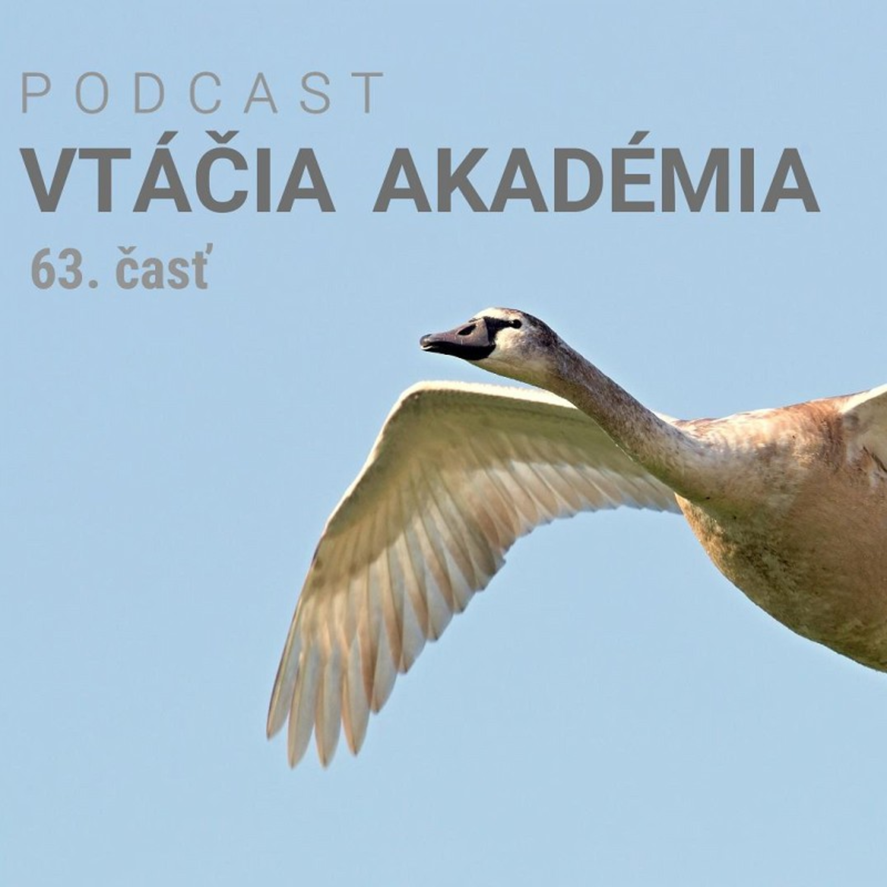 Prečo vtákom prekáža nadzemné elektrické vedenie? episode artwork
