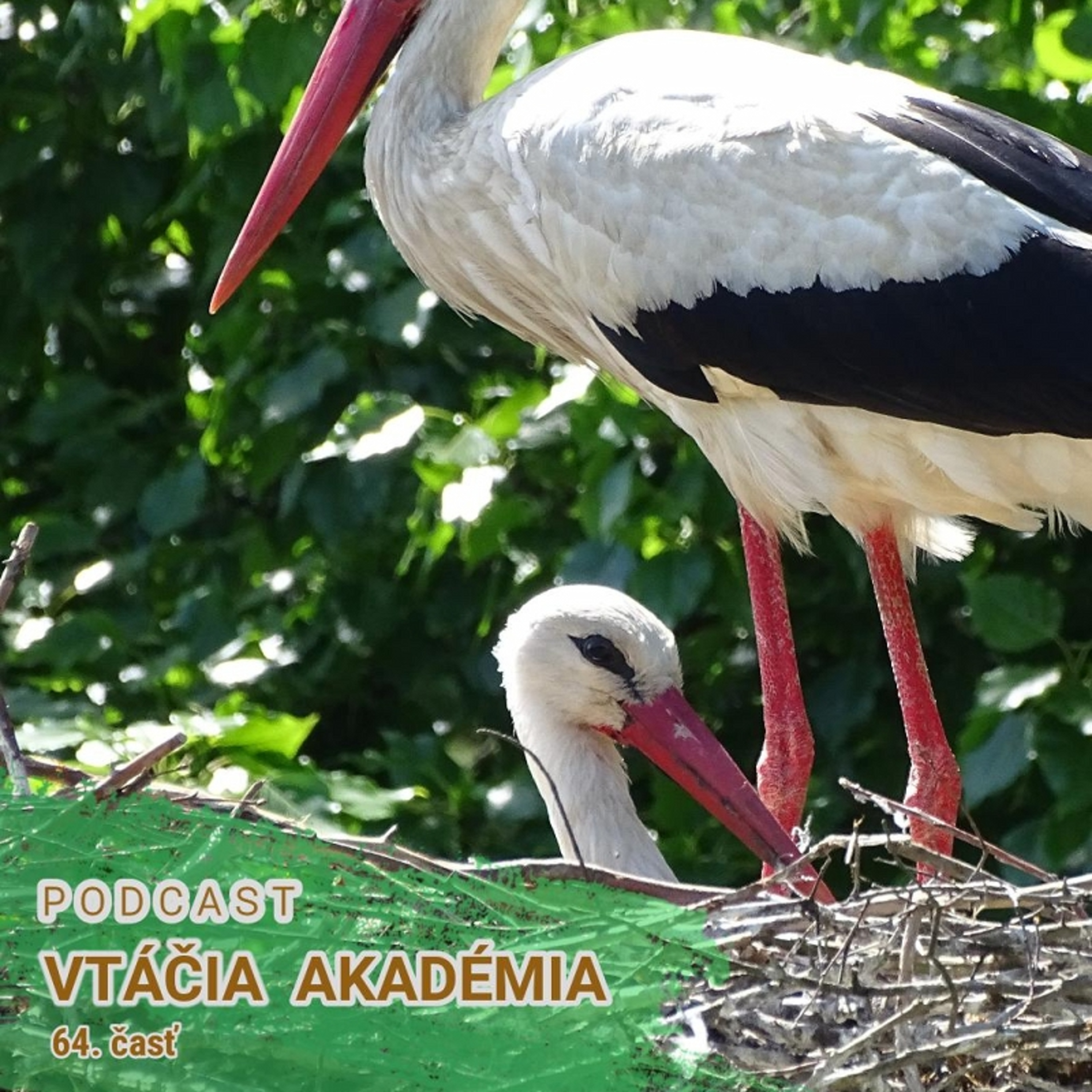 Ako vyzerá prekládka hniezda na elektrickom stĺpe? episode artwork