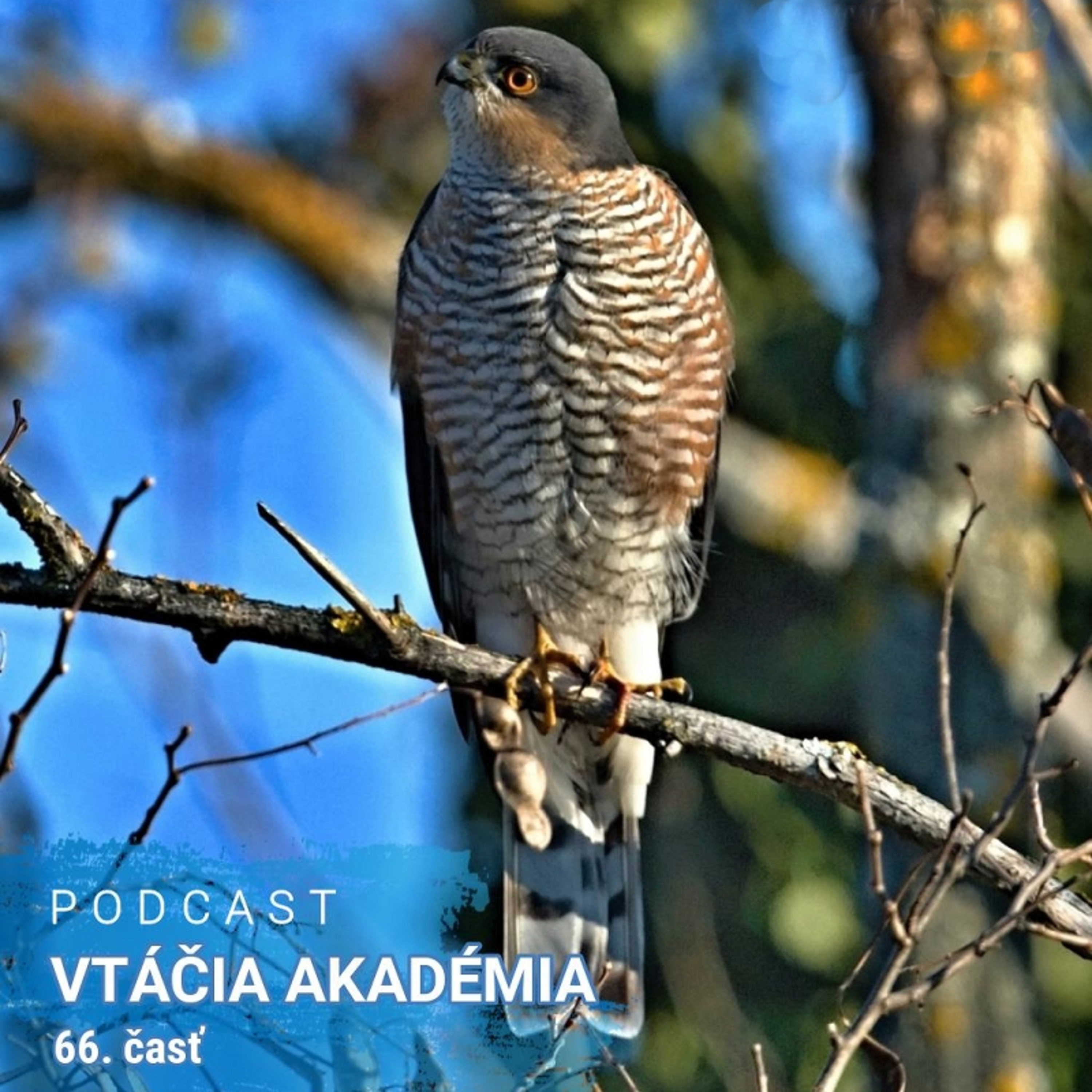 Ako obmedziť holuby? episode artwork