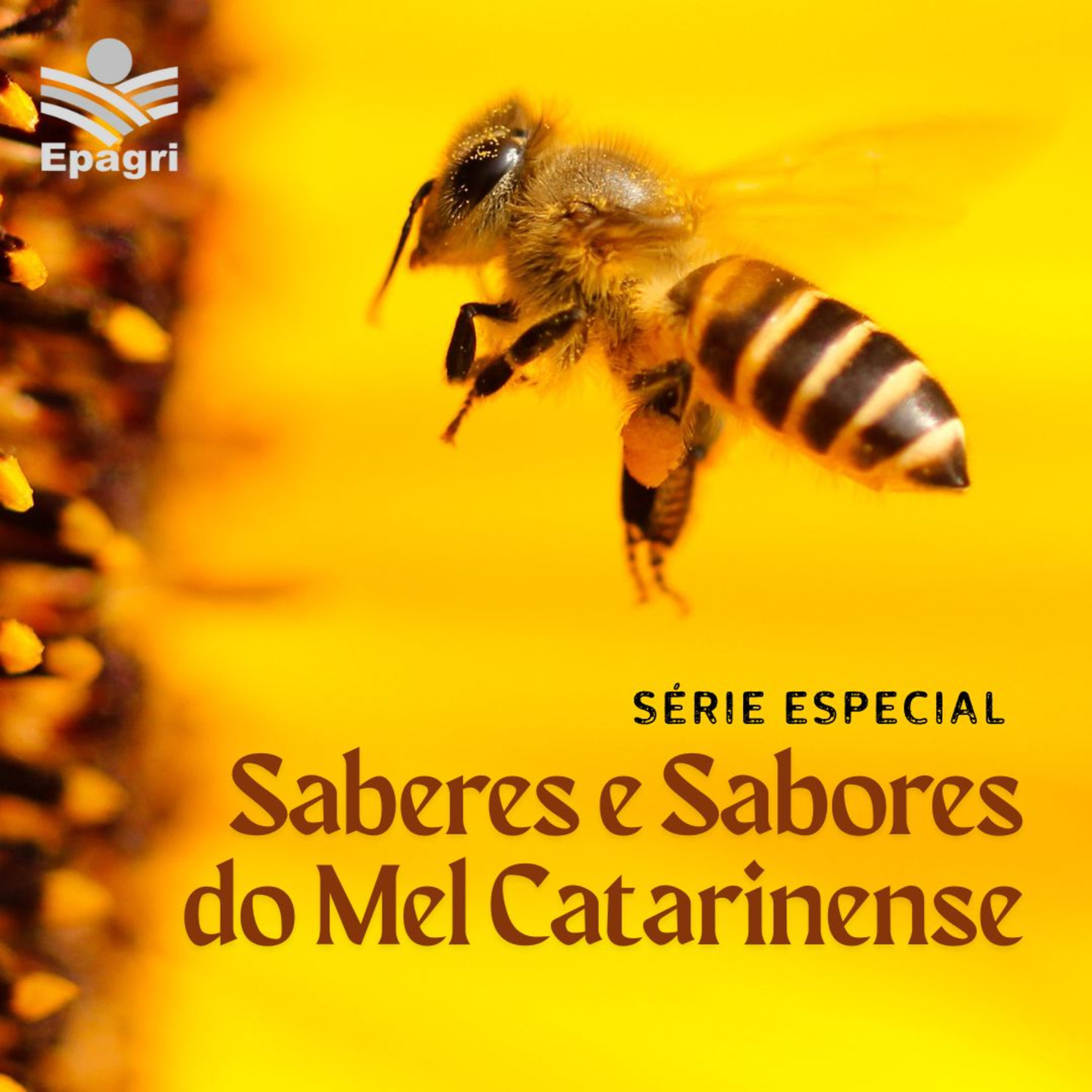 2 de junho -  Série Saberes e Sabores do Mel Catarinense | Do laboratório à cozinha (Ep. 4) episode artwork