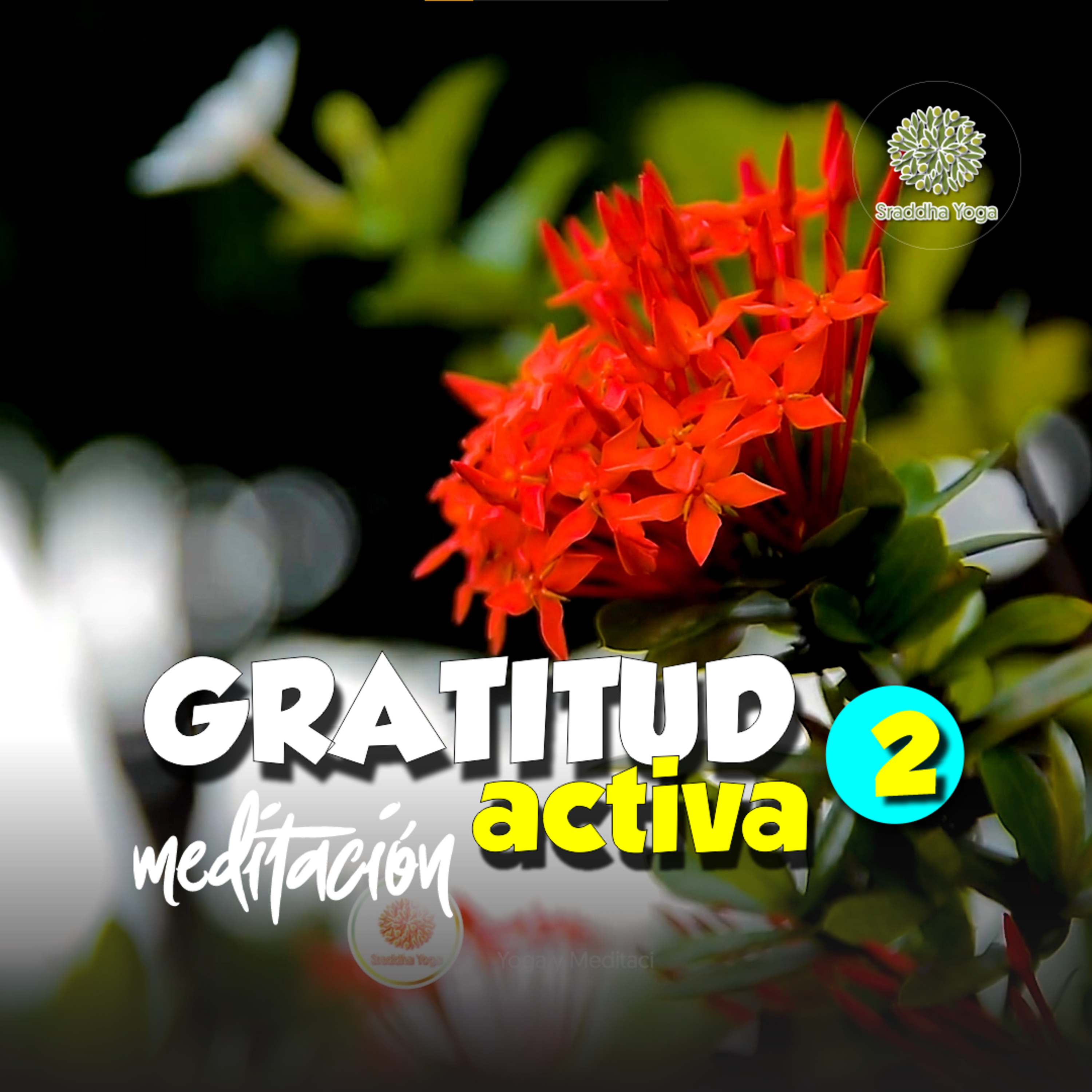 ✨ Gratitud Activa | Sraddha Meditación con Aurora. 02 episode artwork