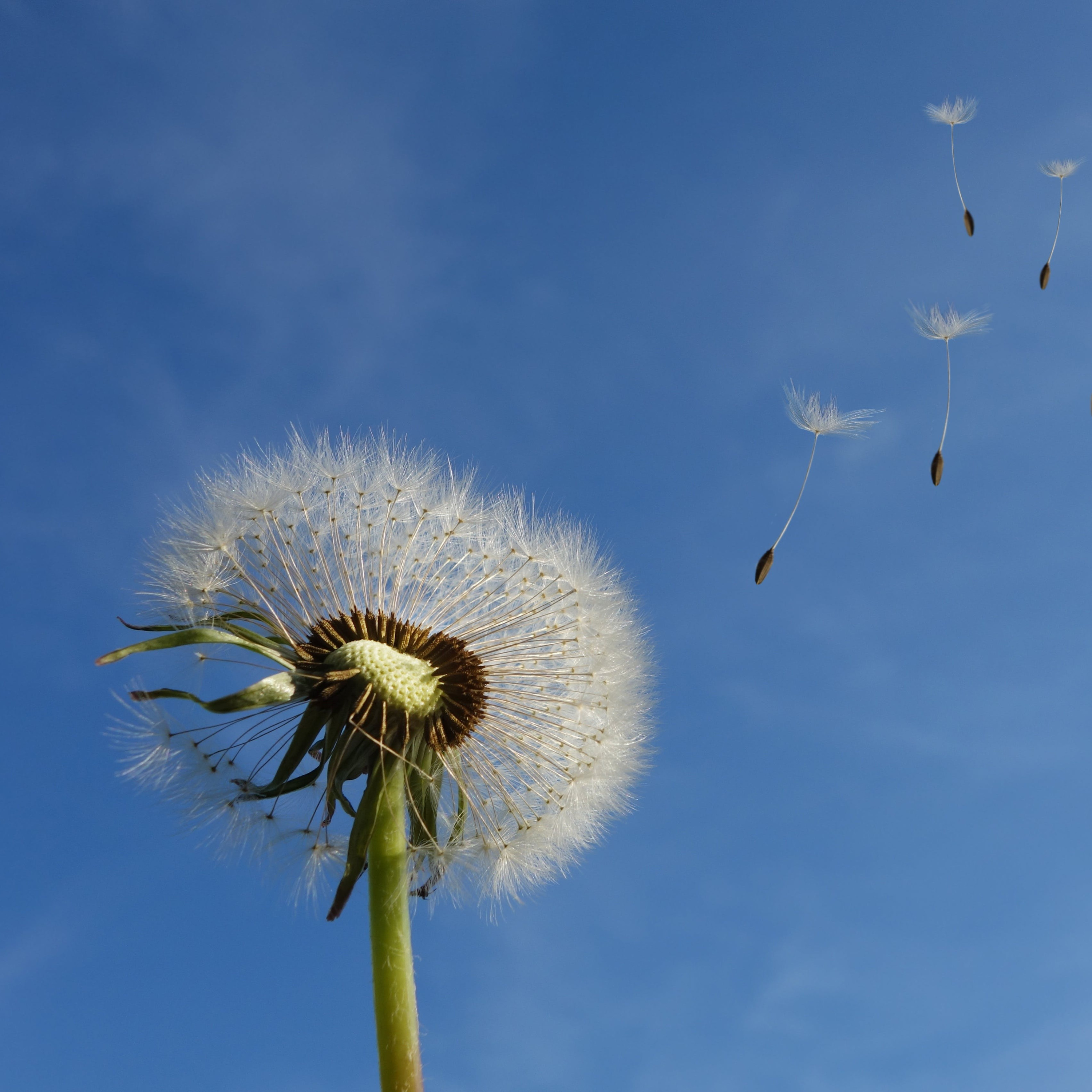 Healing Arts Collective