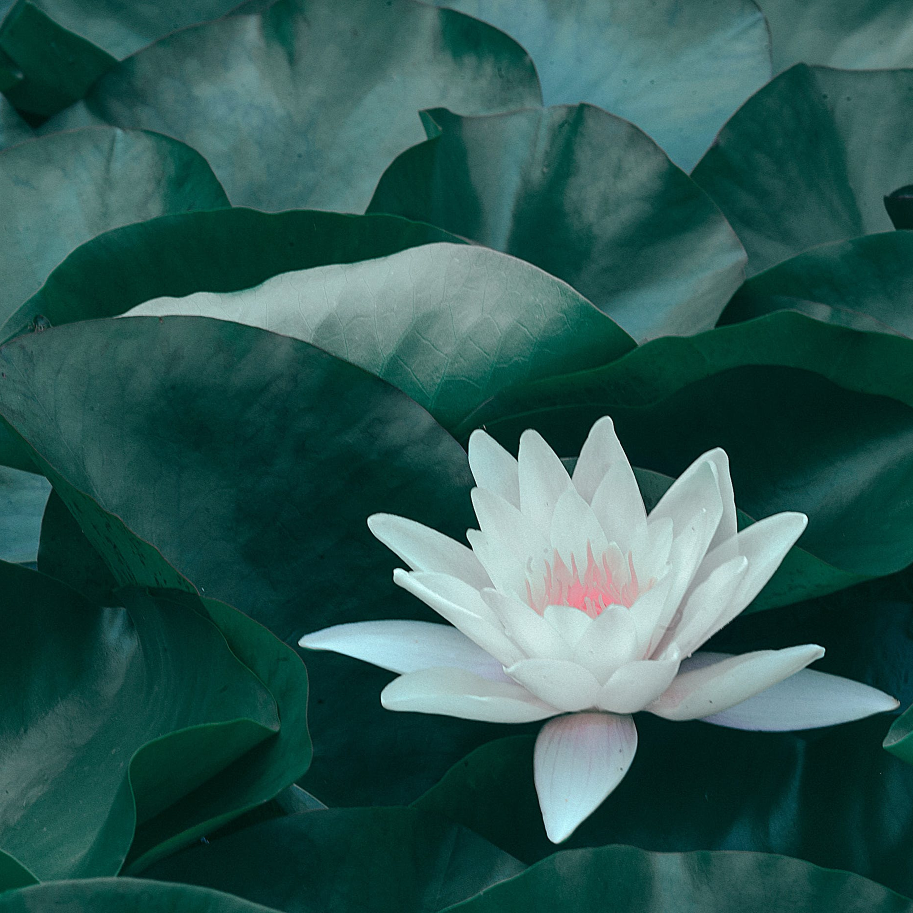 Healing Arts Collective