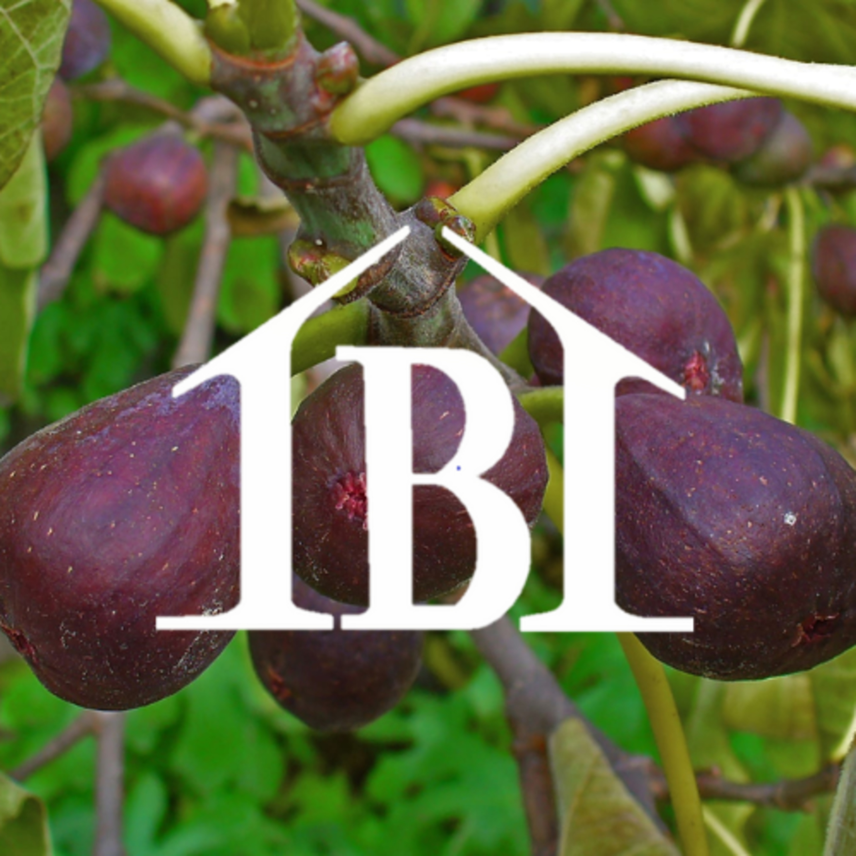 Iglesia Bautista de Bella Vista