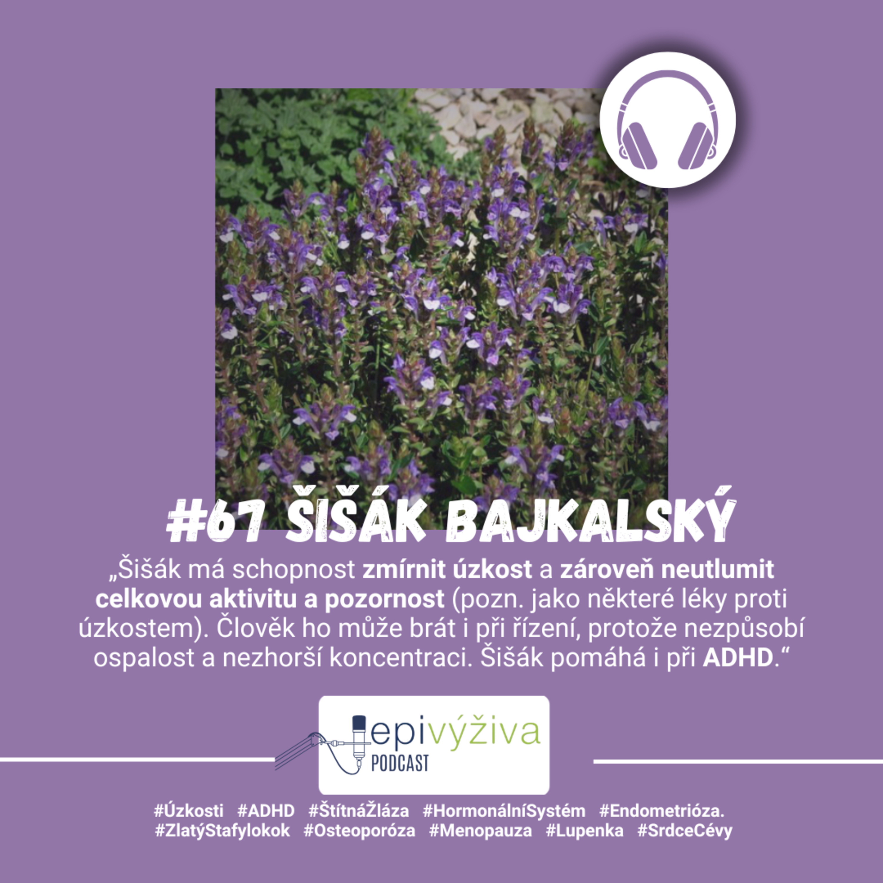 #67 ŠIŠÁK BAJKALSKÝ / úzkosti, ADHD, endometrióza, štítná žláza, hormonální systém, zlatý stafylokok, osteoporóza, menopauza, lupenka episode artwork