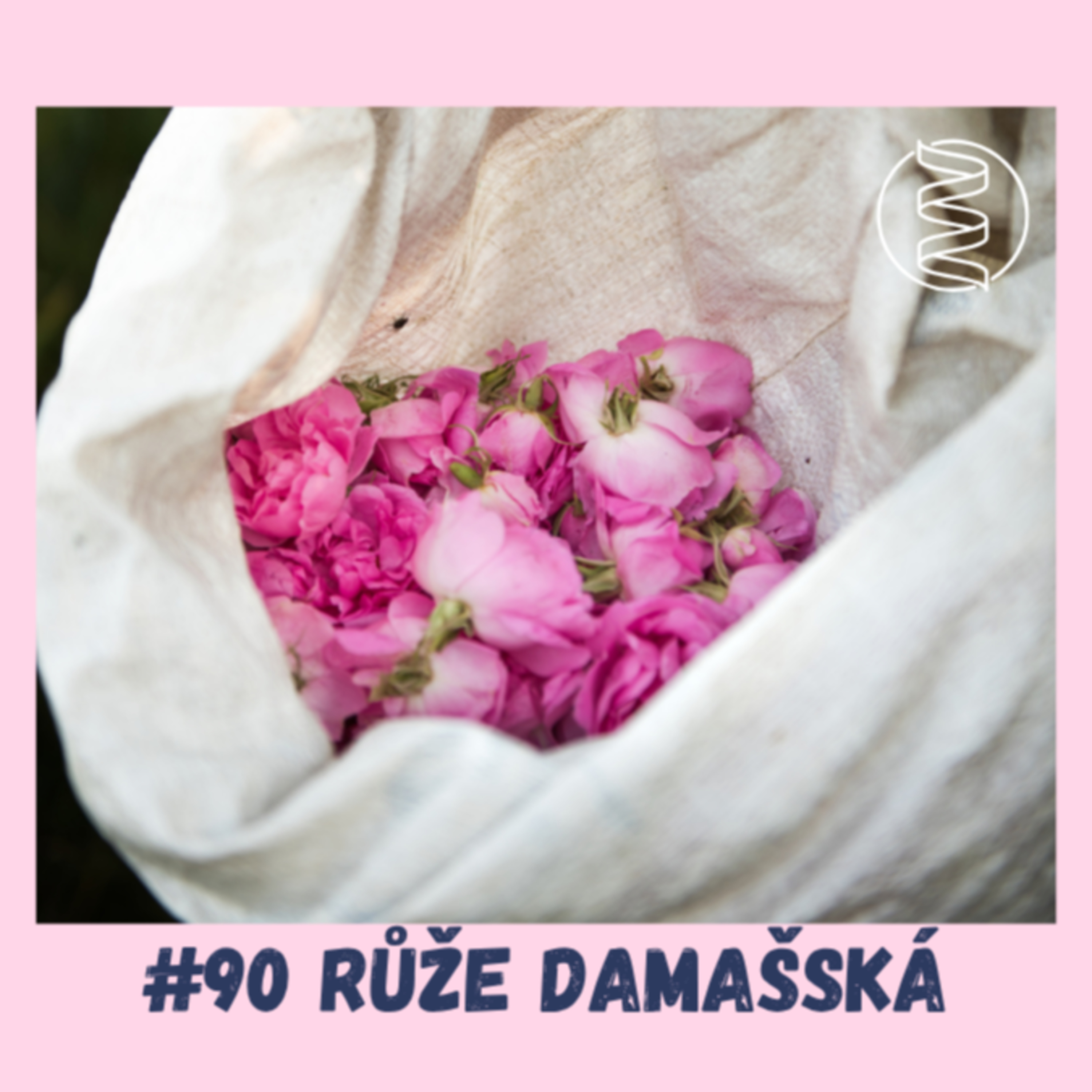#90 RŮŽE DAMAŠSKÁ / duševní zdraví, spánek, psychika, aromaterapie, chuť na sex, léčba deprese, menopauza, podpora testosteronu, nespavost, krevní tlak, diabetes episode artwork
