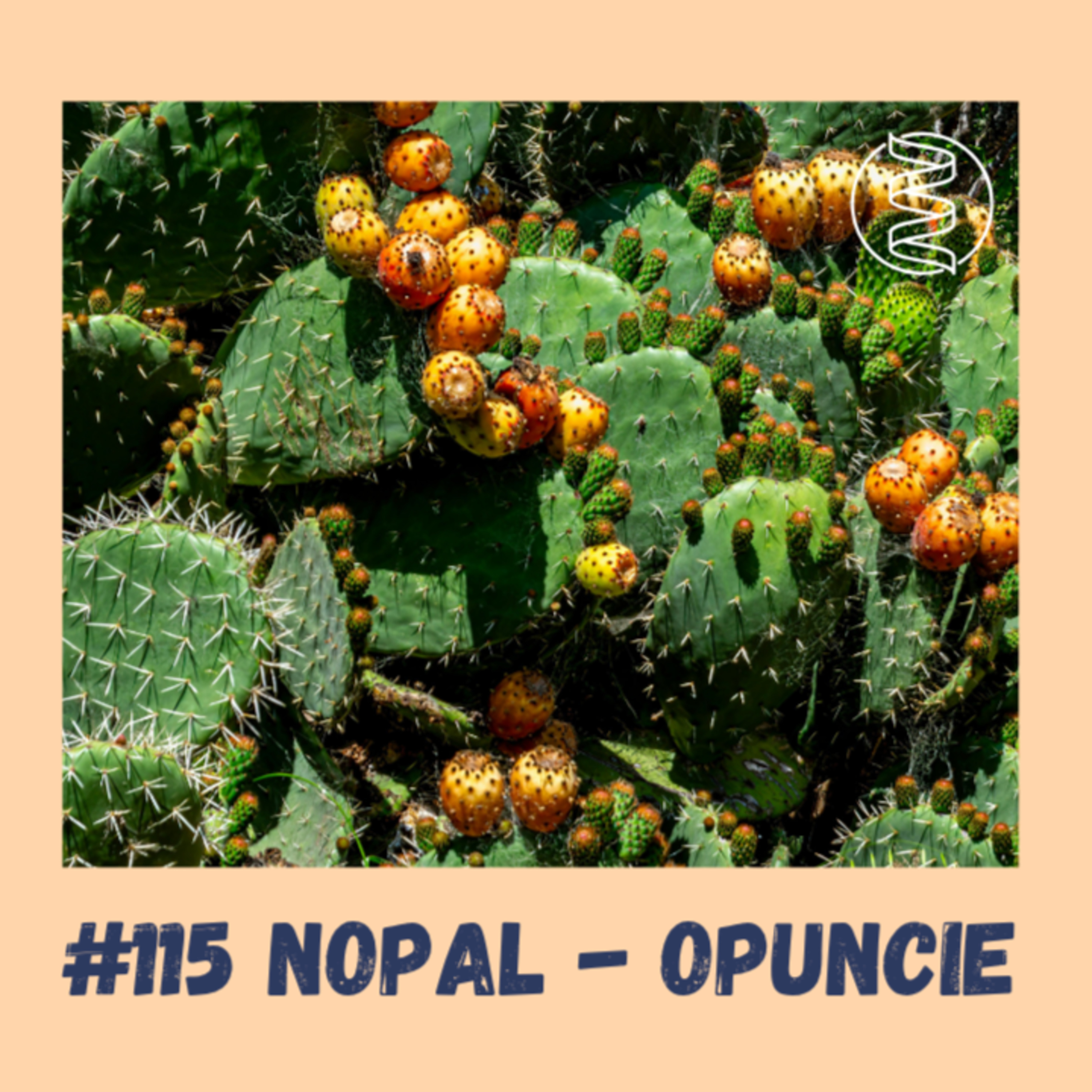 #115 NOPAL - OPUNCIE / epigenetika, diabetes, hubnutí, zdravý mikrobiom, protizánětlivé působení, HDL cholesterol, LDL cholesterol, játra, antimikrobiální působení, antivirální působení episode artwork