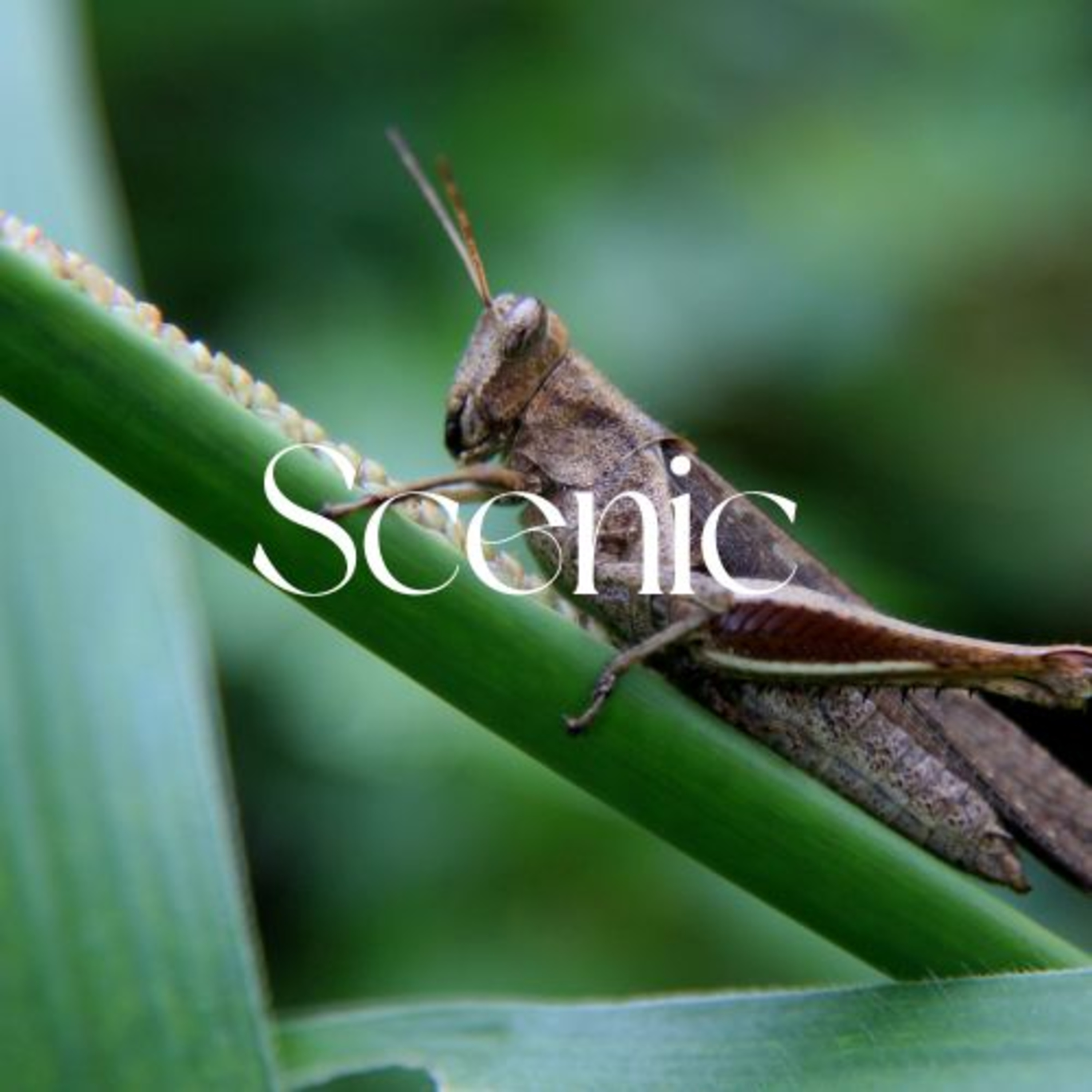 Scenic Sounds | Season 3: Episode: 5 | Crickets