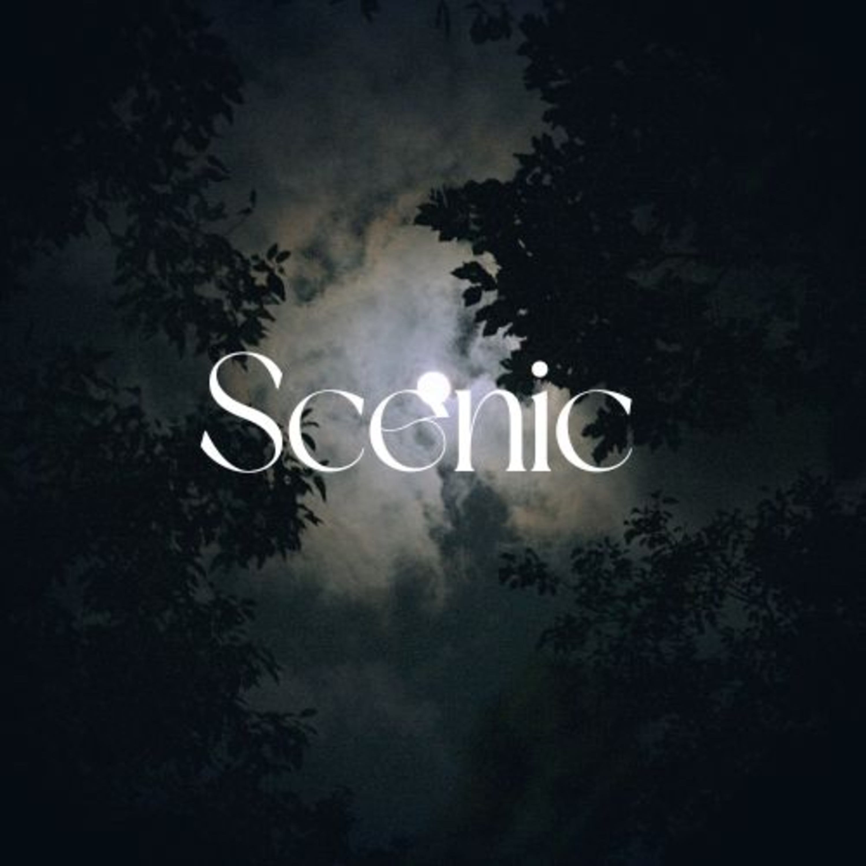 Scenic Sounds | Season 3: Episode: 8 | Night Tree