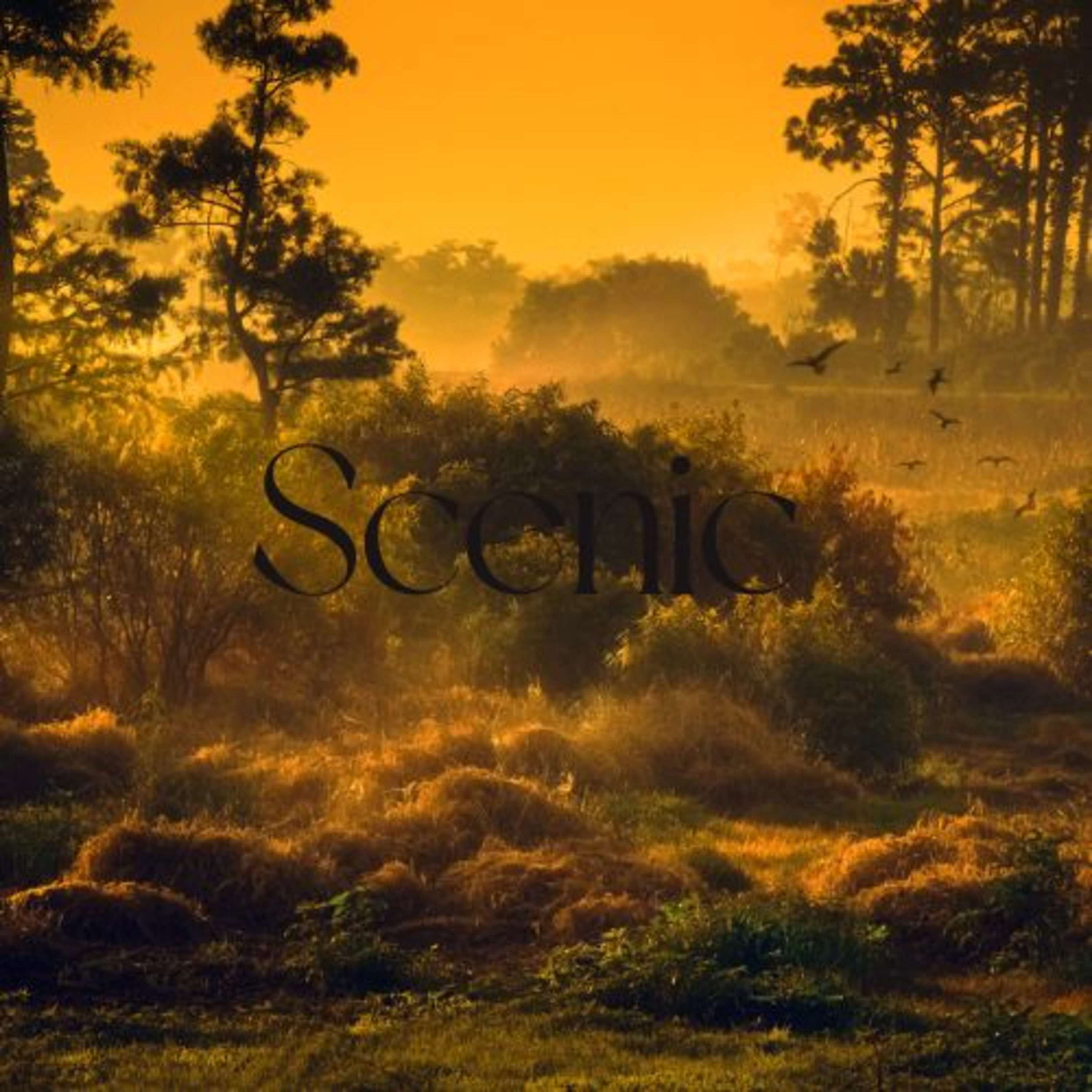 Scenic Sounds | Season 3: Episode: 9 | Forest Birds