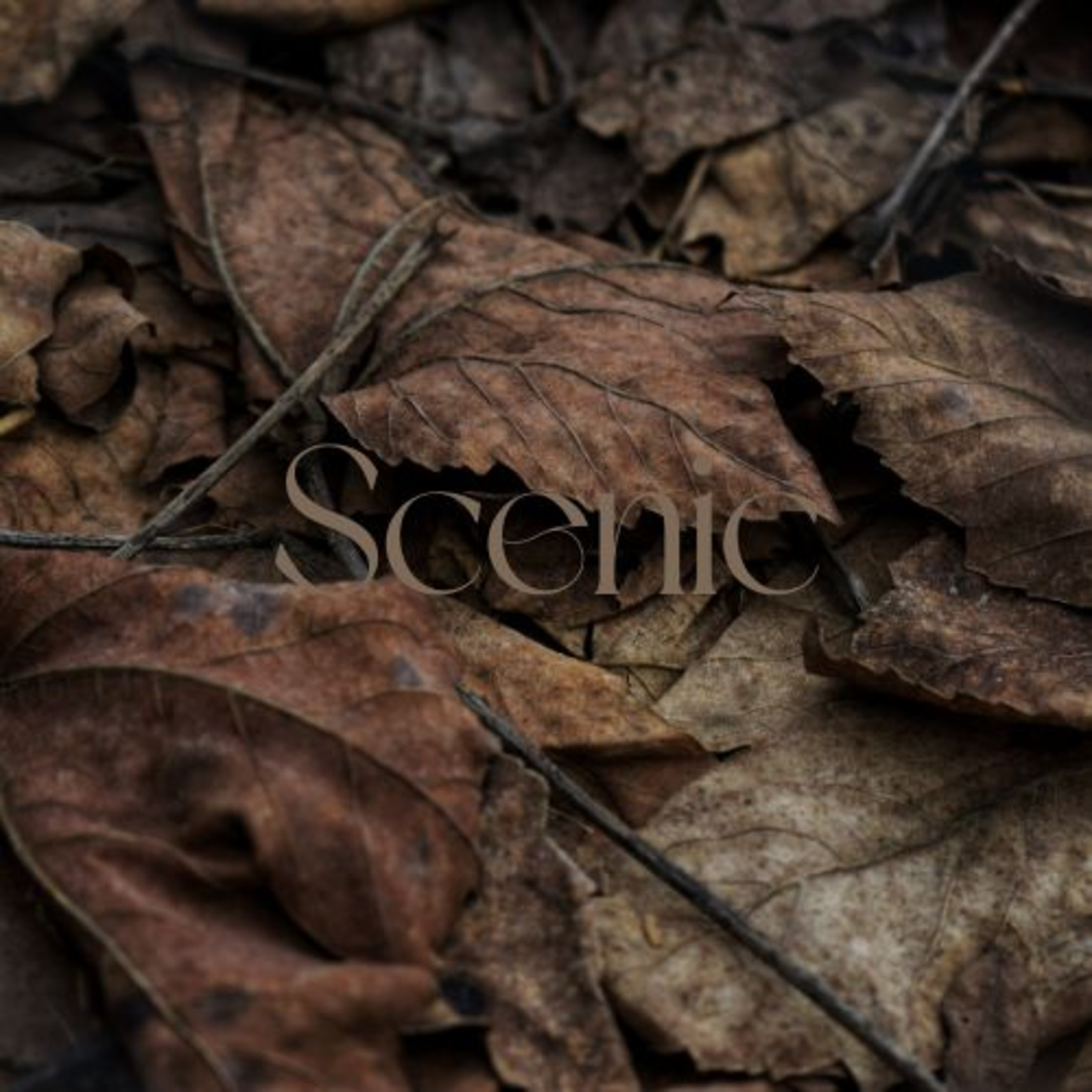 Scenic Sounds | Season 3: Episode: 13 | Oak