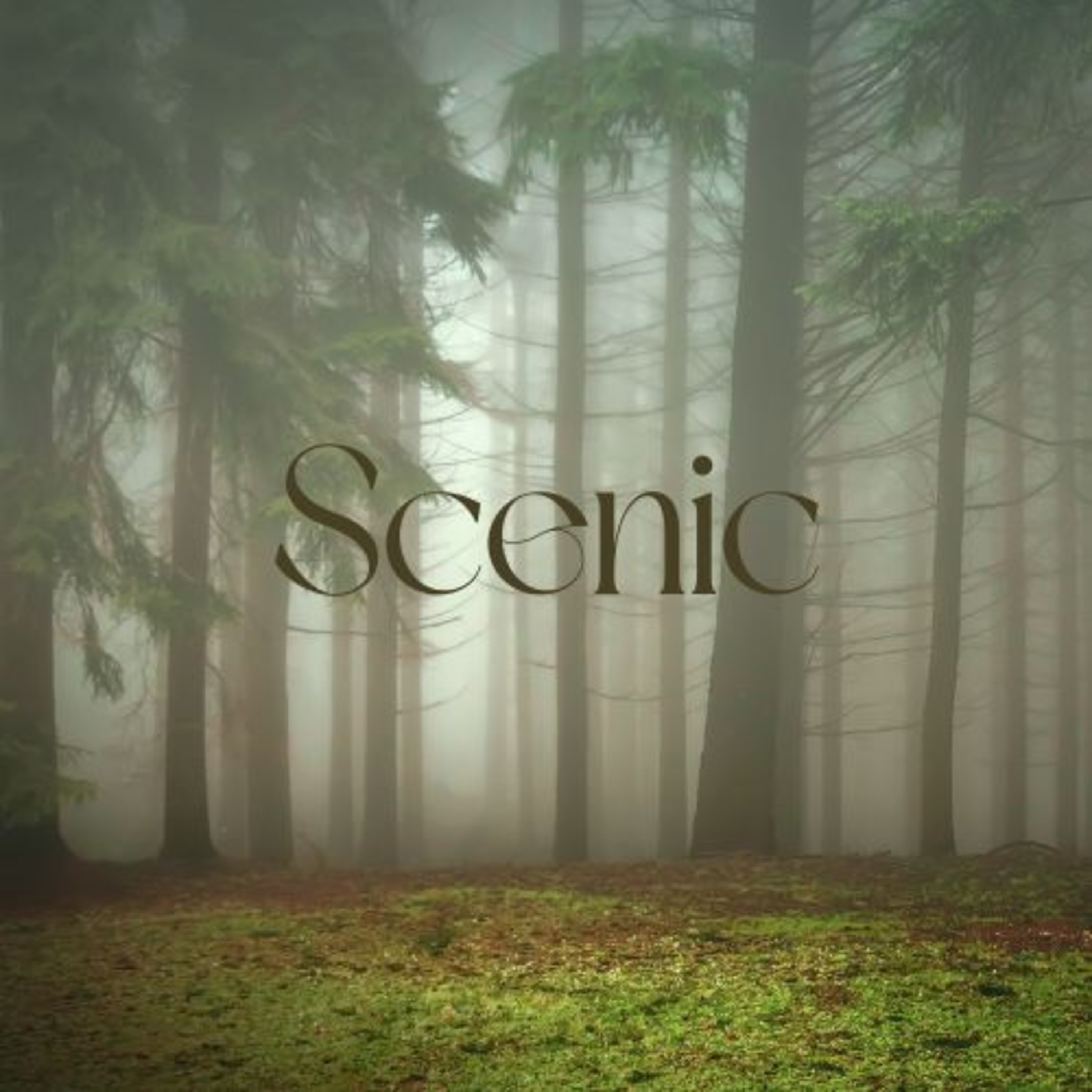 Scenic Sounds | Season 3: Episode: 15 | Autumn Forest