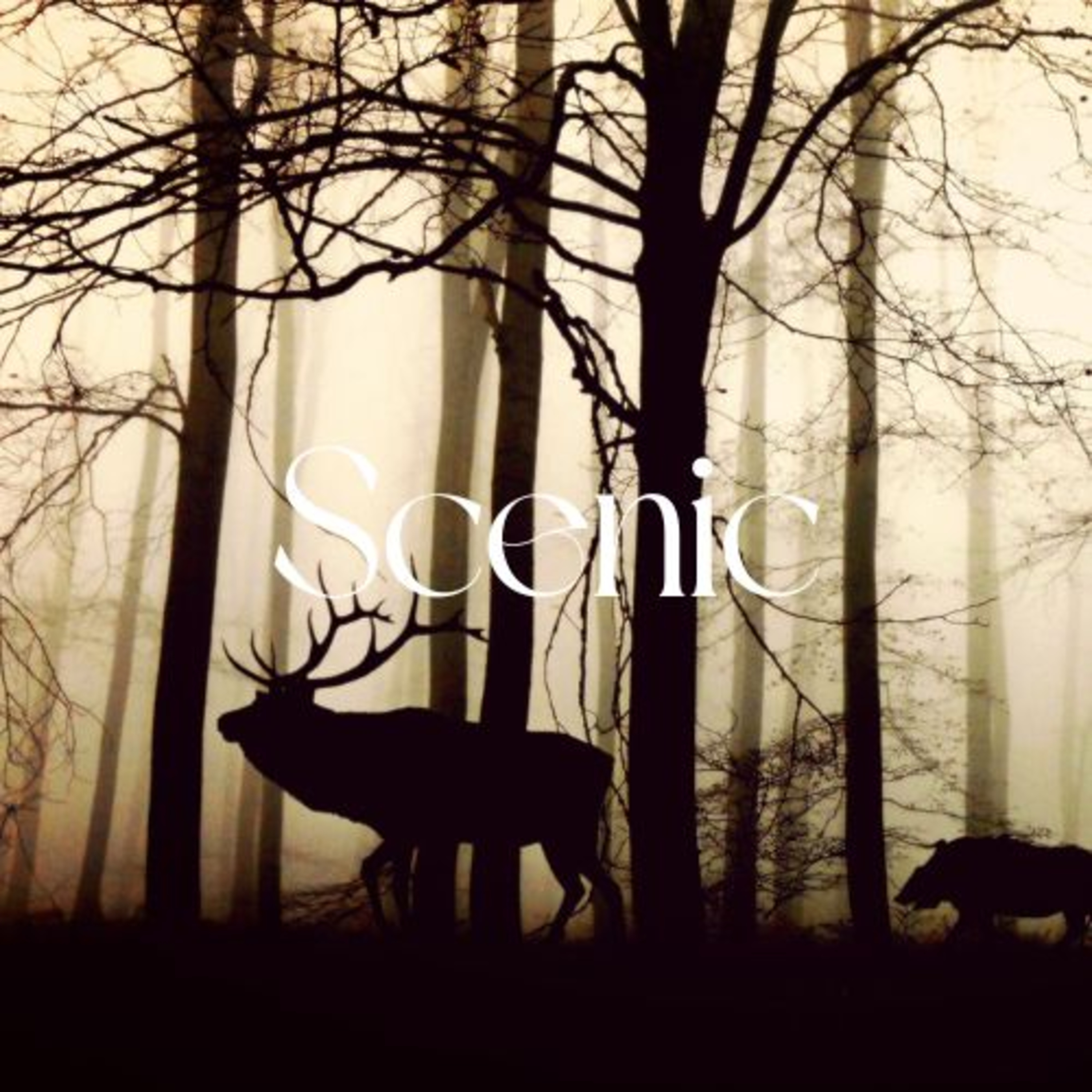 Scenic Sounds | Season 3: Episode: 16 | Silent