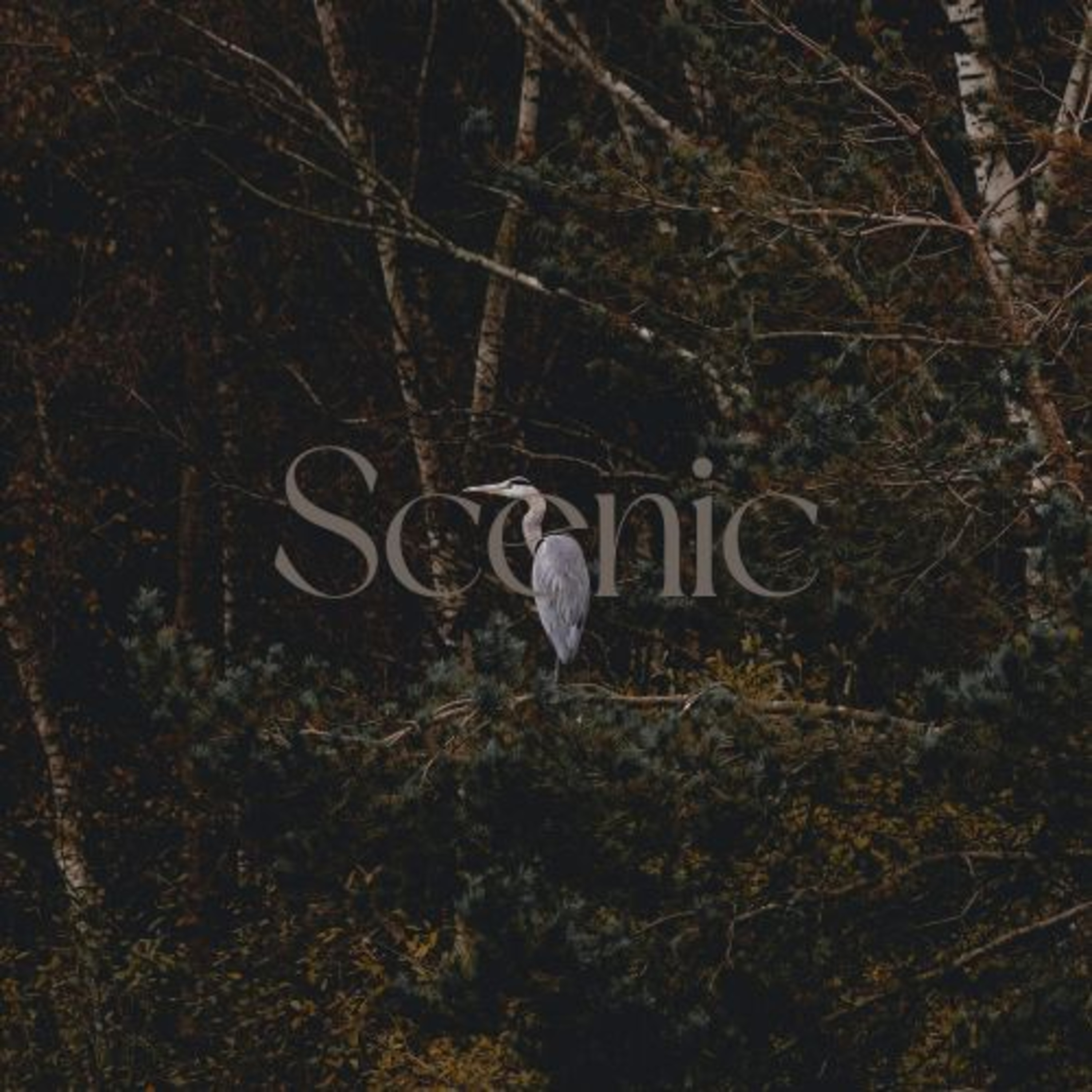 Scenic Sounds | Season 3: Episode: 17 | Inside Silver Birch