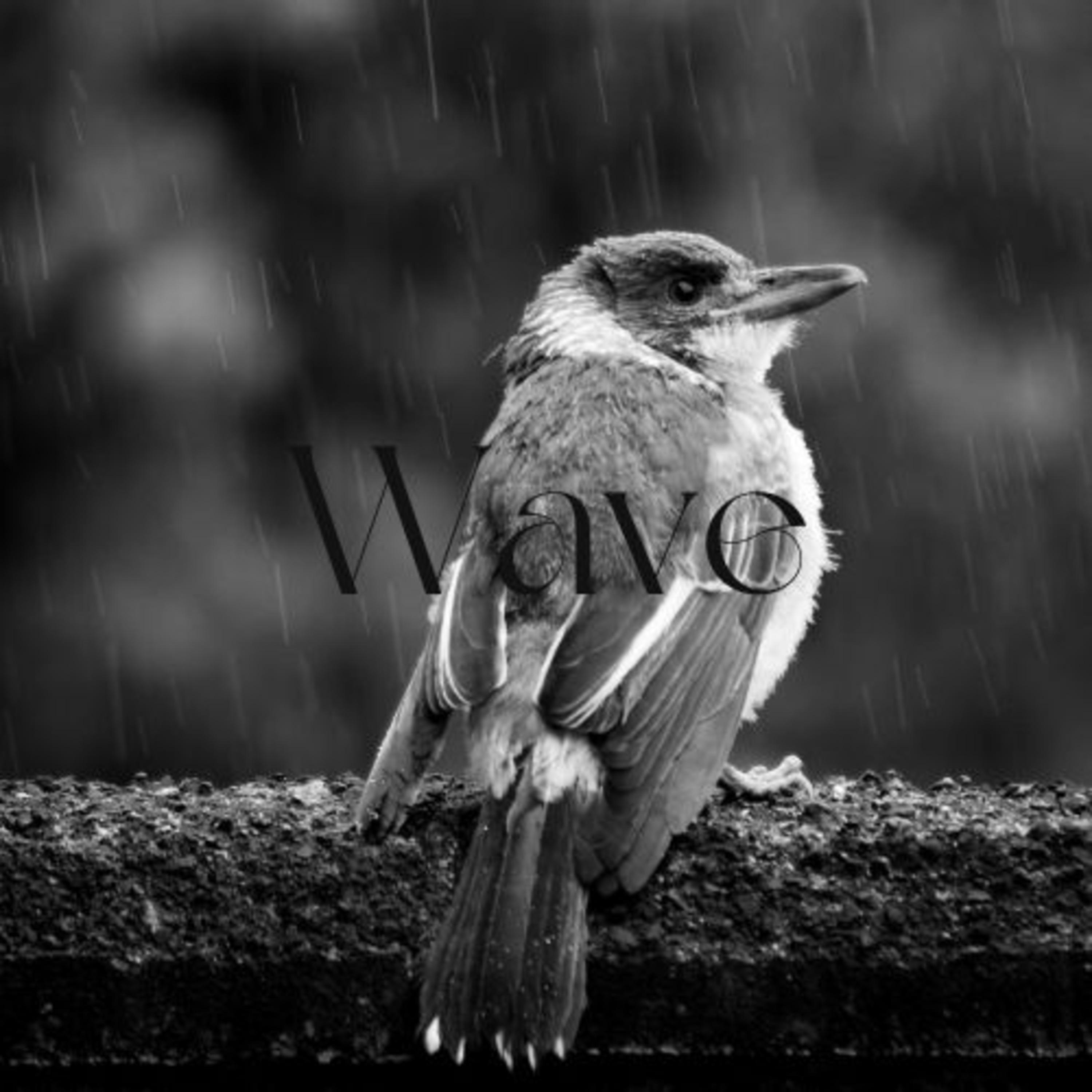 Rain Waves | Season 3: Episode 7 | In Town with Birds