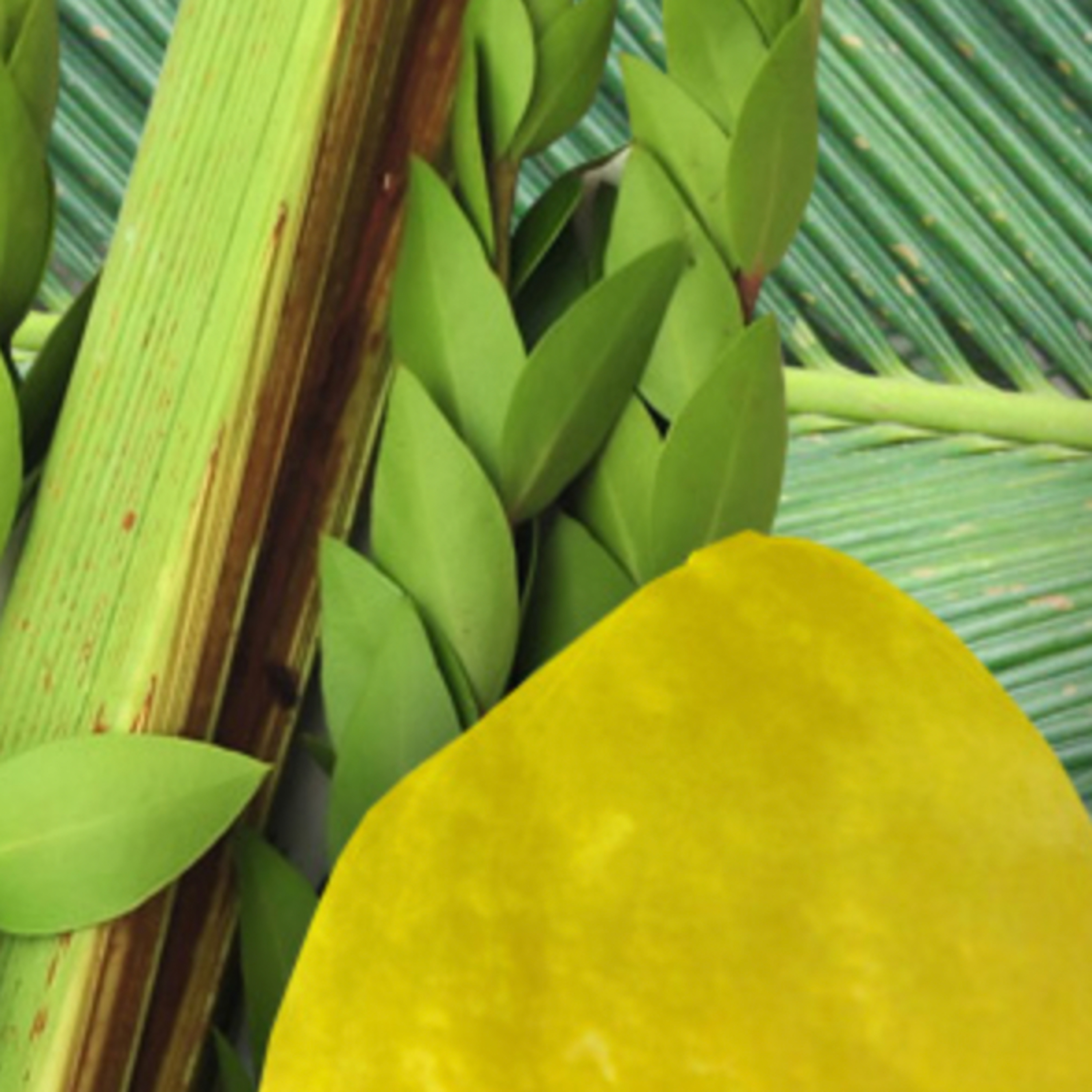 Lulav in Sukkah: Hiddur in Sukkah or in Lulav? episode artwork